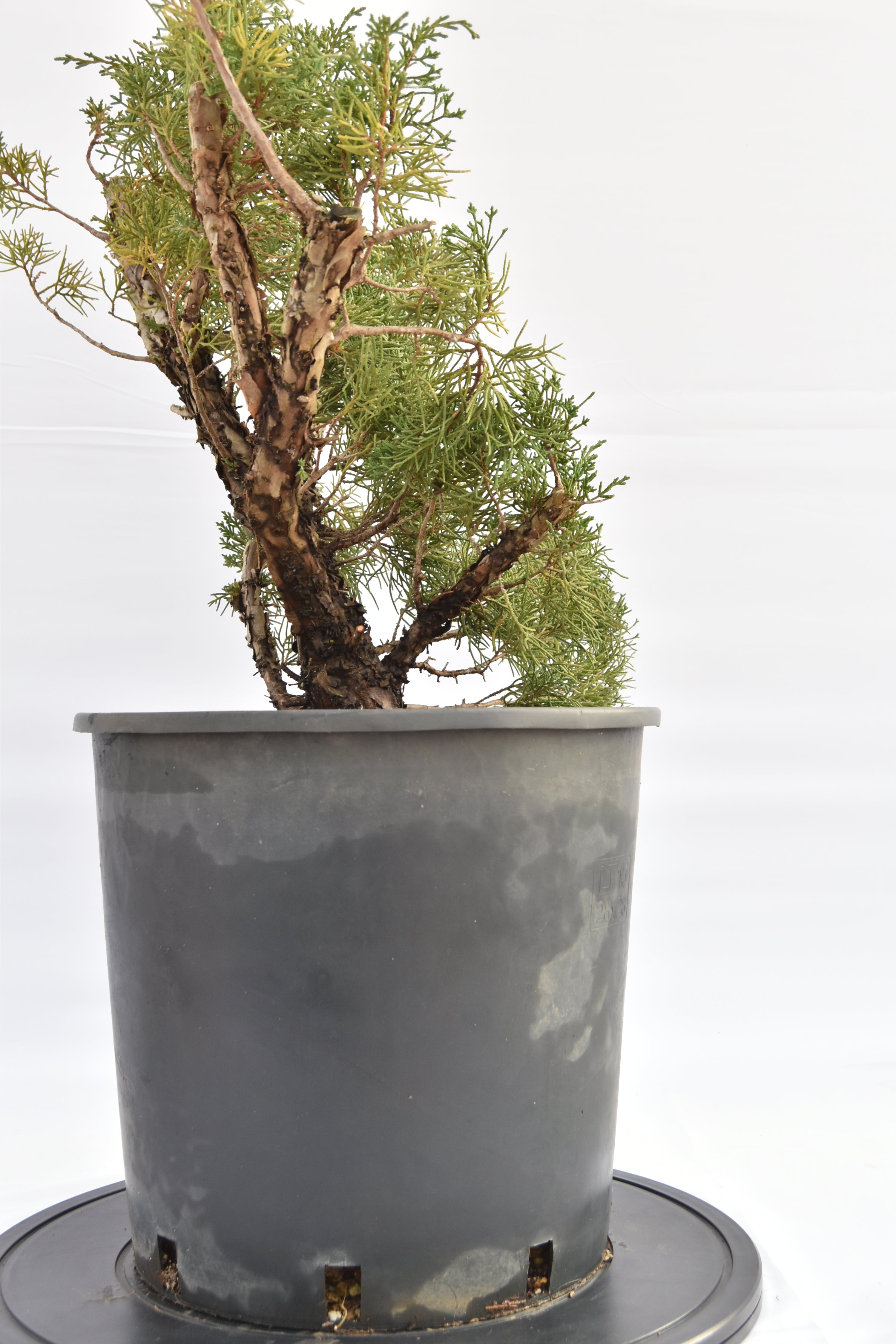 Ginepro Kishu € 150 | La Gemma del bonsai