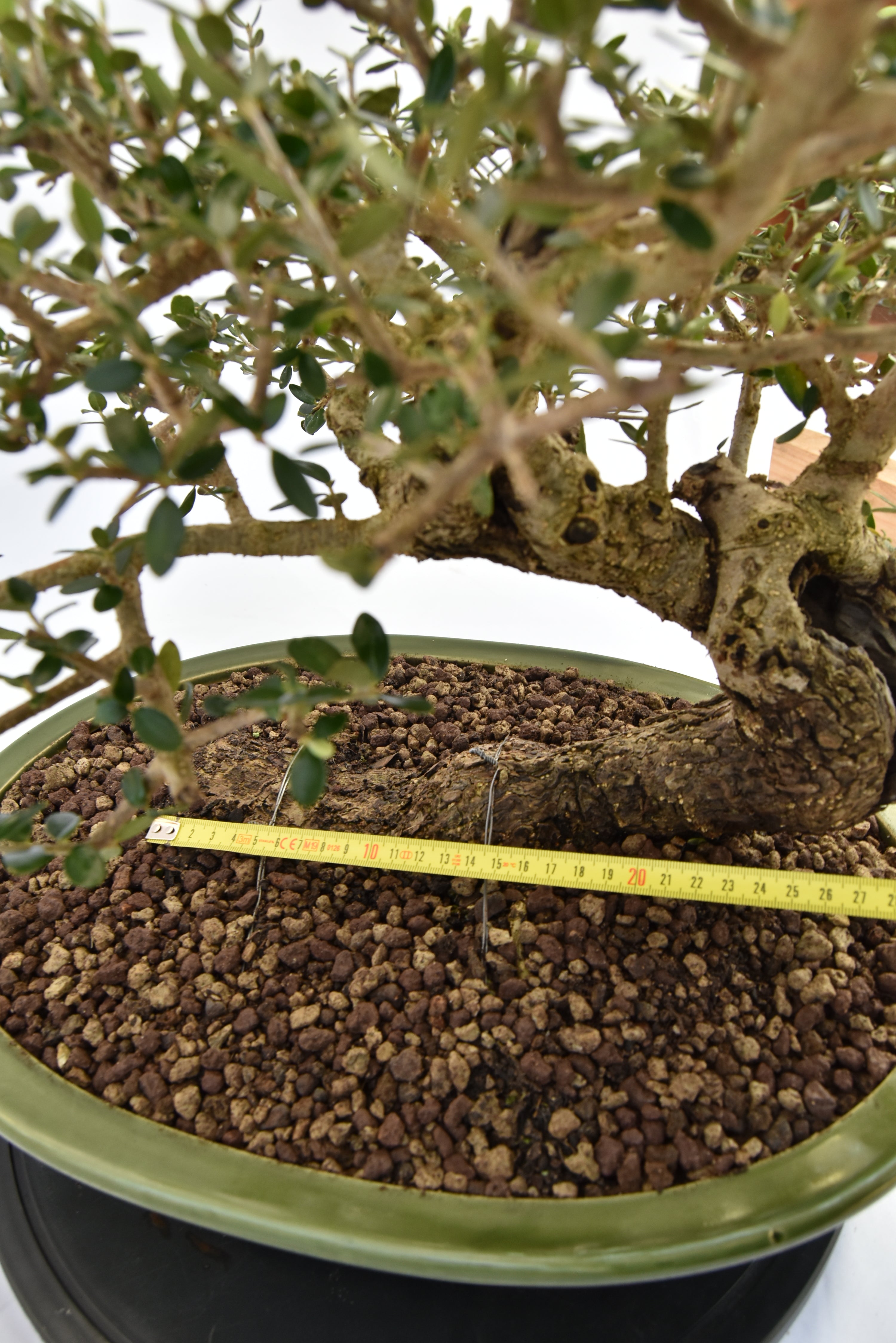 Olivastro € 450 | La Gemma del bonsai