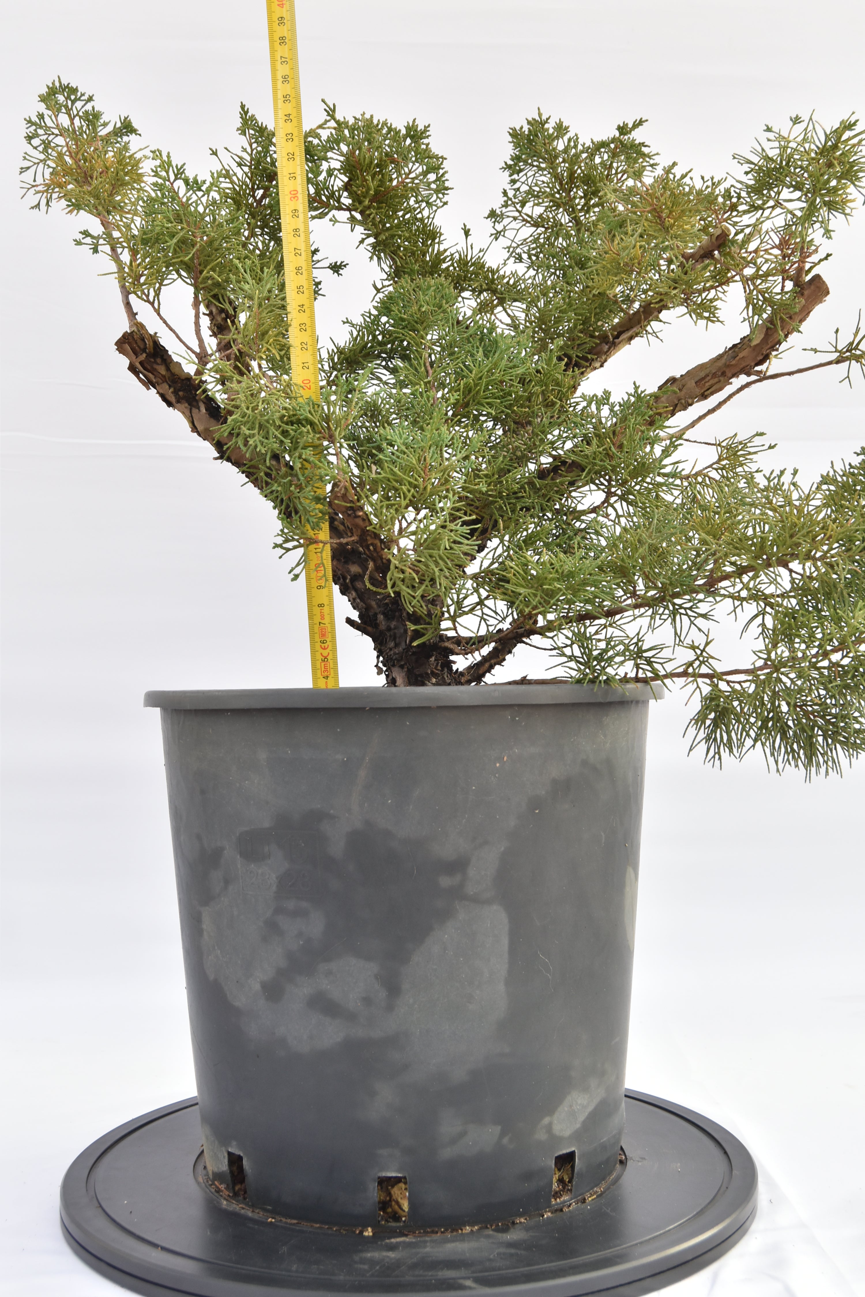 Ginepro Kishu € 150 | La Gemma del bonsai