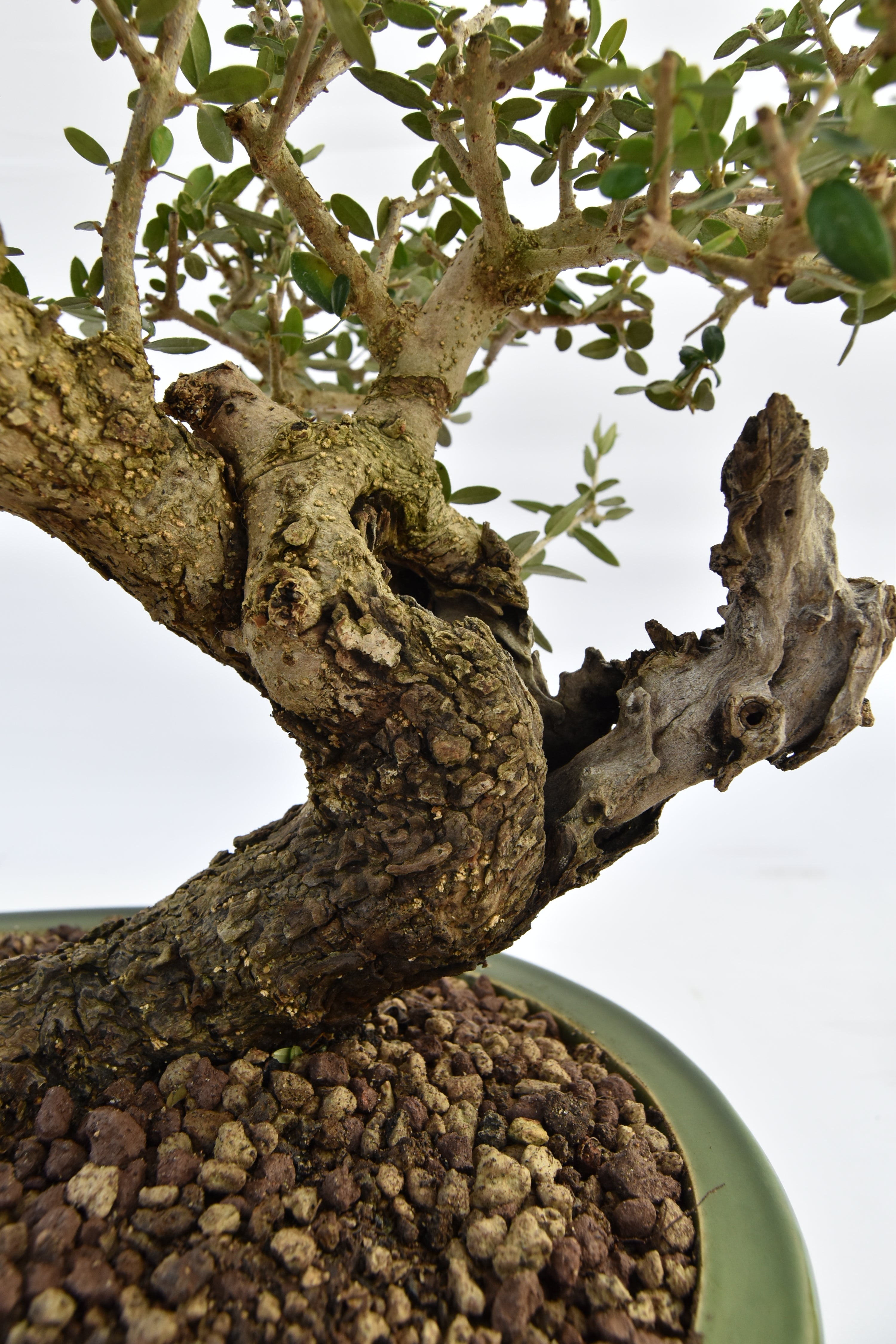 Olivastro € 450 | La Gemma del bonsai