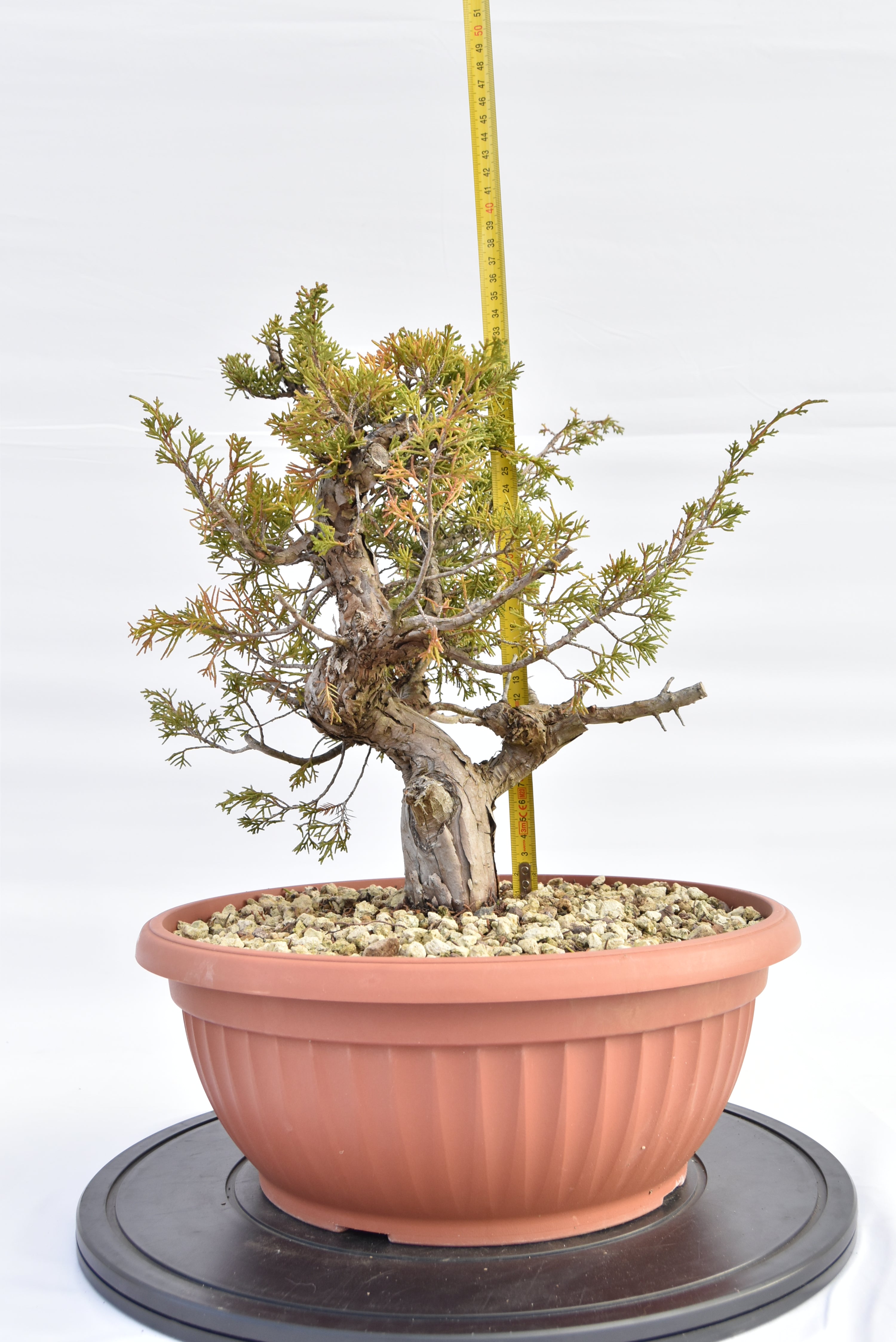 Ginepro Itoigawa €380 | La Gemma del bonsai