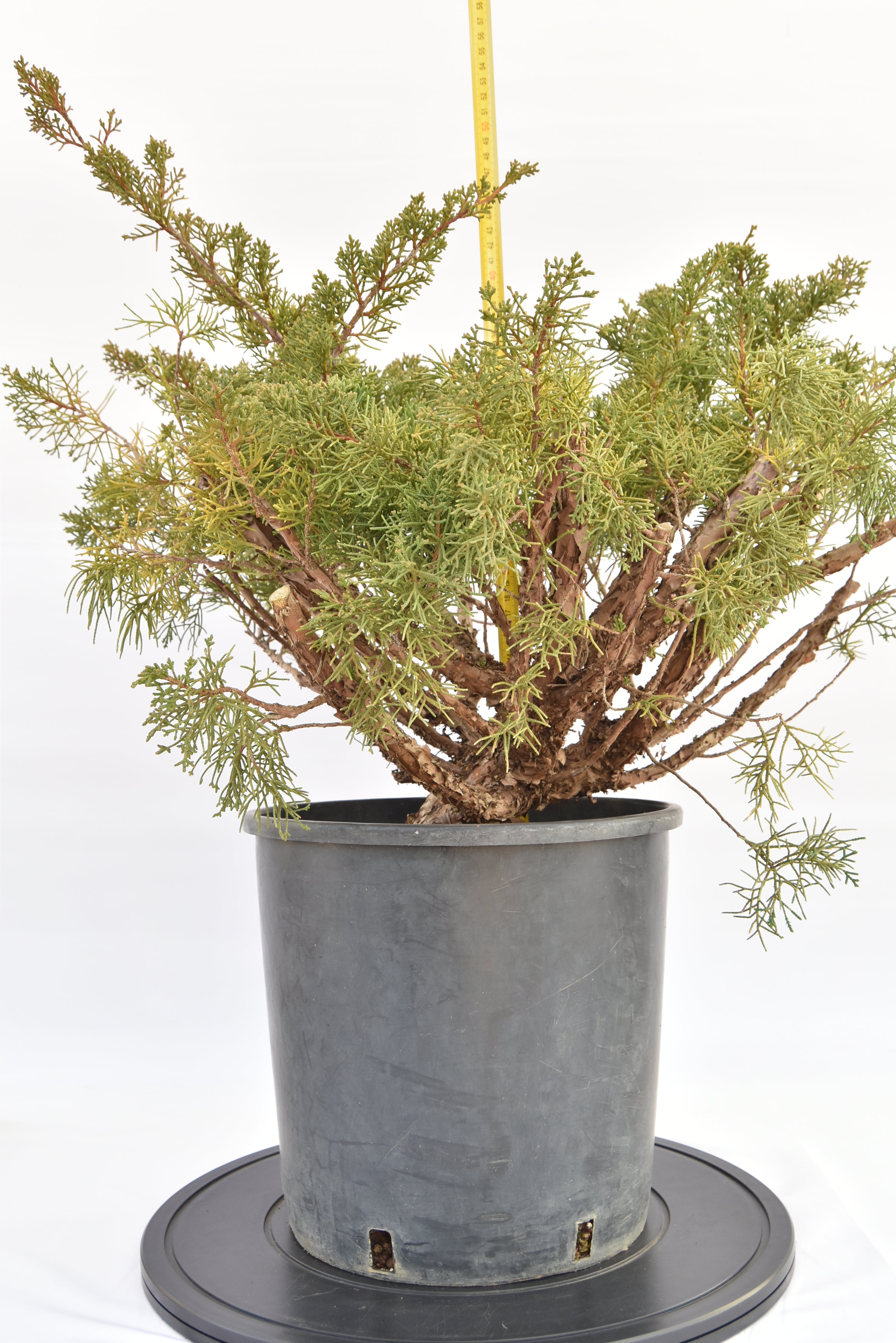 Ginepro Kishu €150 | La Gemma del bonsai