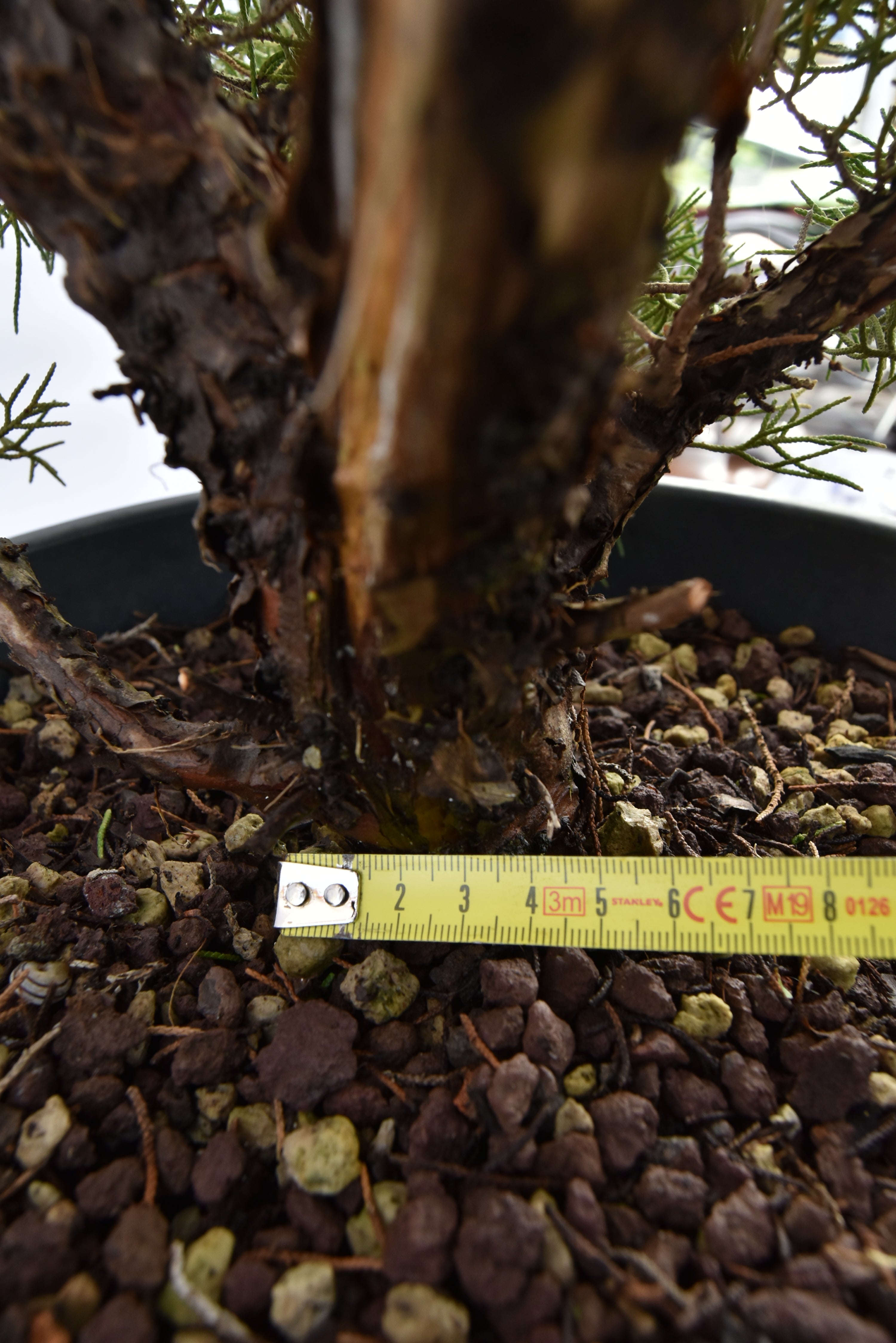 Ginepro Kishu € 150 | La Gemma del bonsai