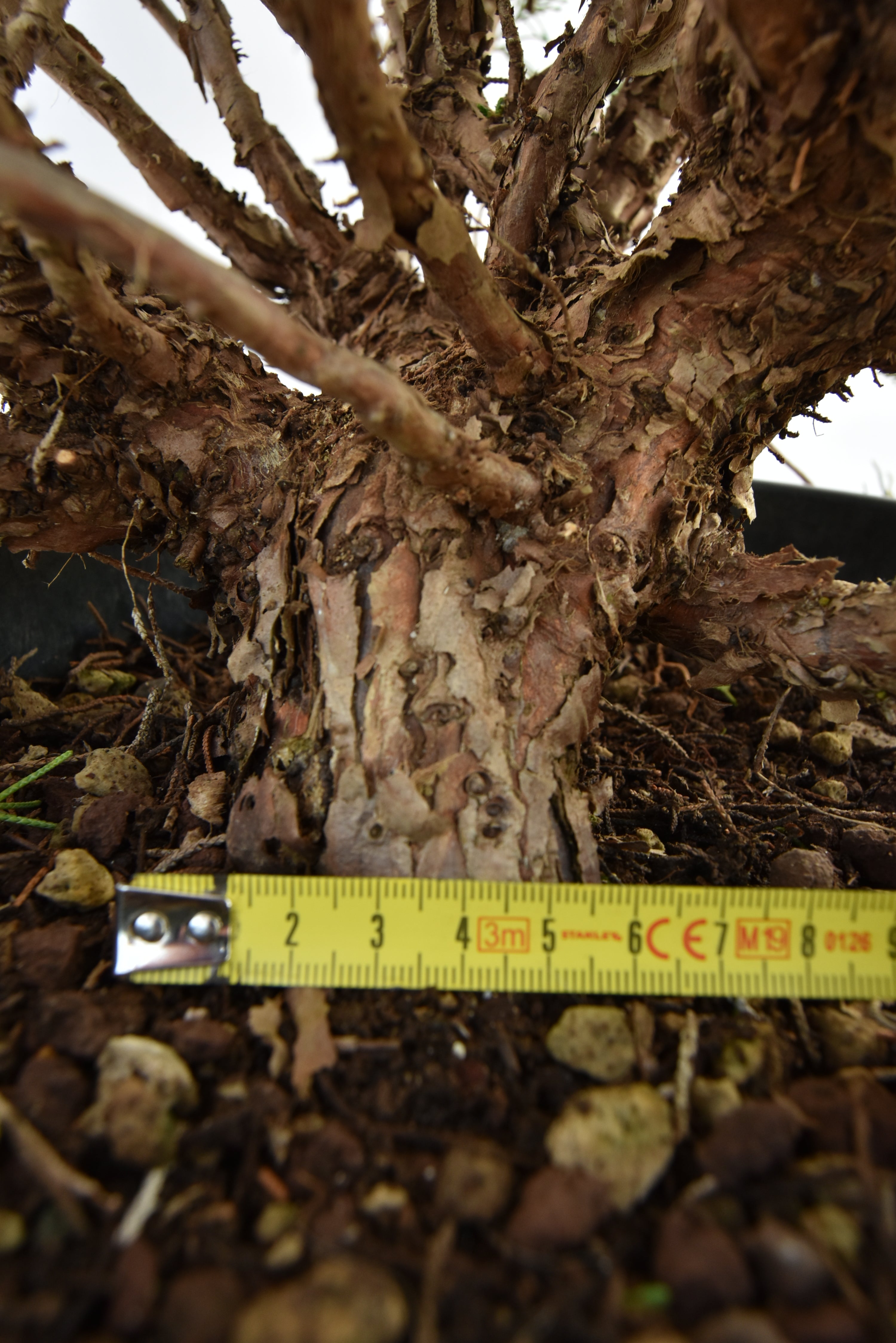 Ginepro Kishu €150 | La Gemma del bonsai