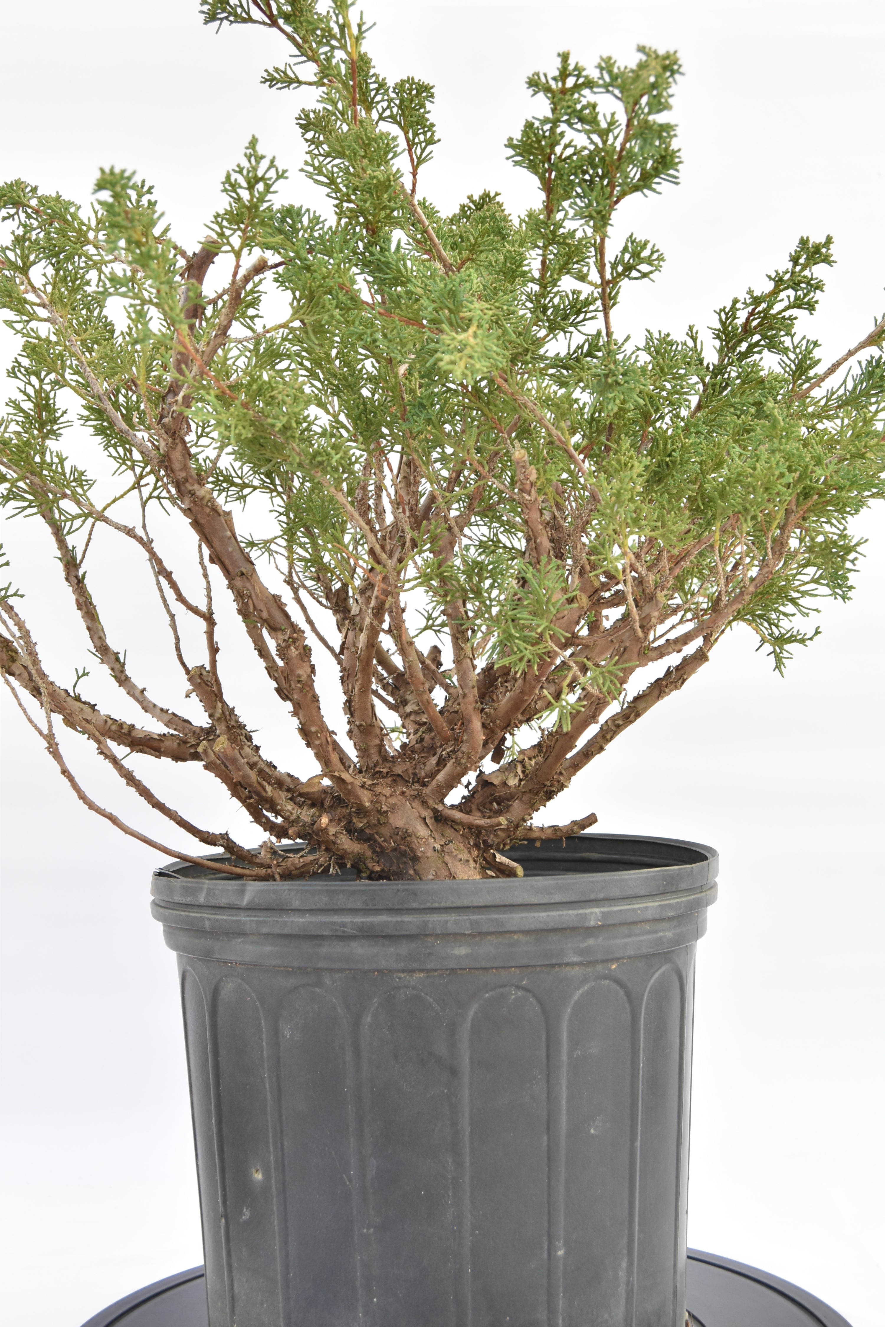 Ginepro Kishu € 150 | La Gemma del bonsai