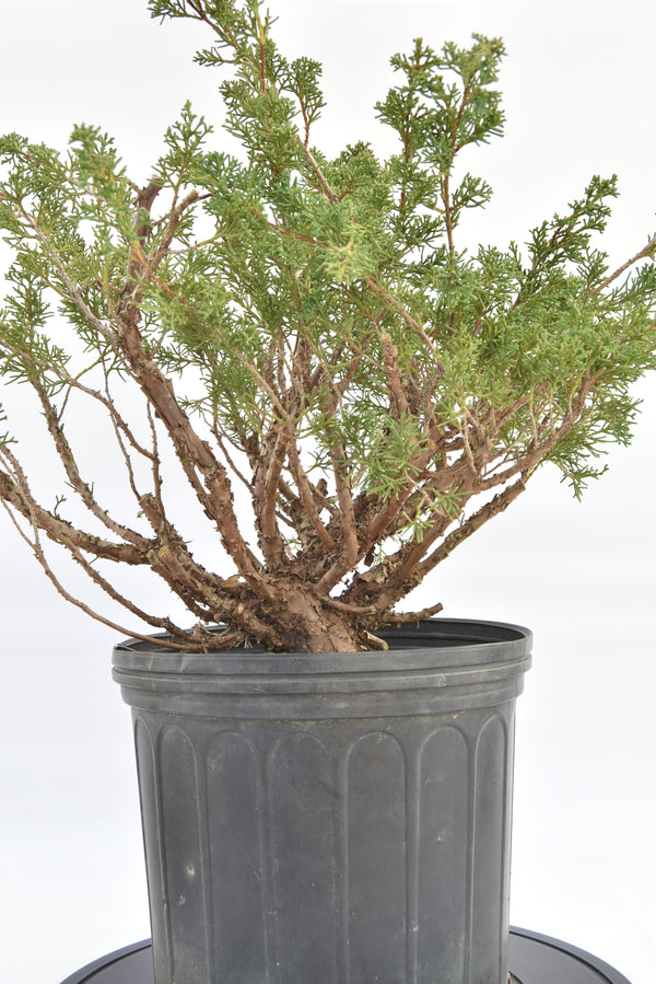 Ginepro Kishu € 150 | La Gemma del bonsai