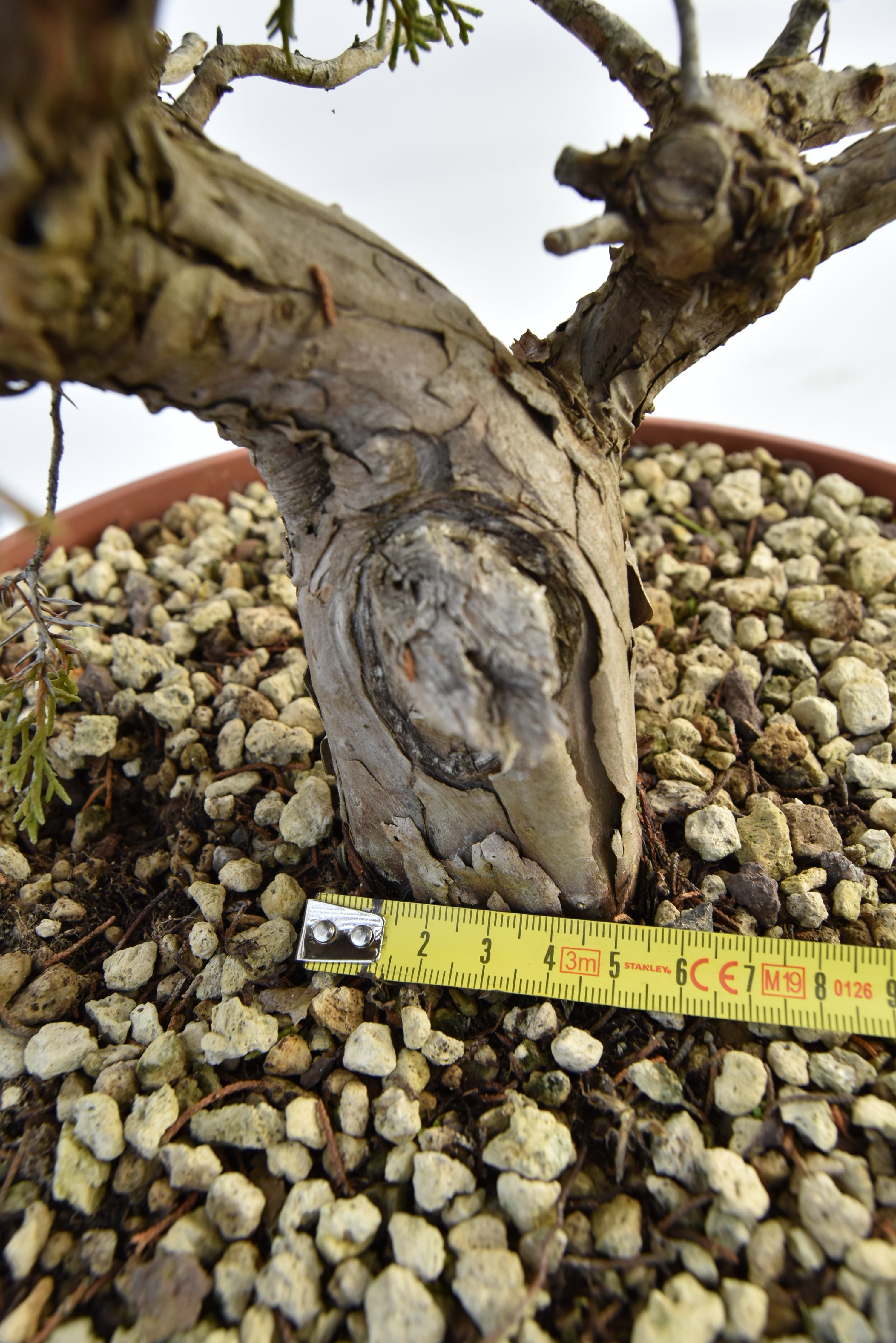 Ginepro Itoigawa €380 | La Gemma del bonsai