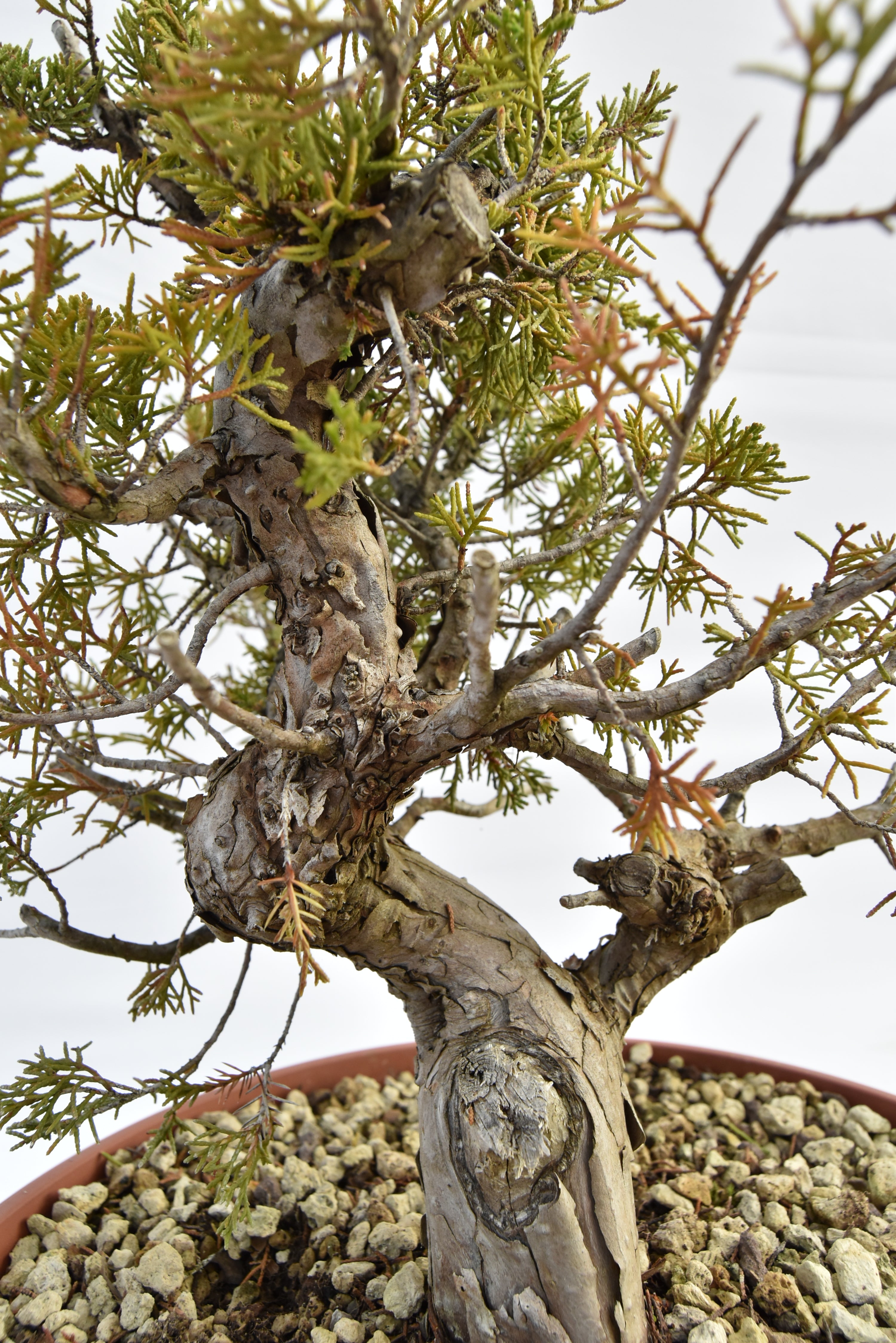 Ginepro Itoigawa €380 | La Gemma del bonsai