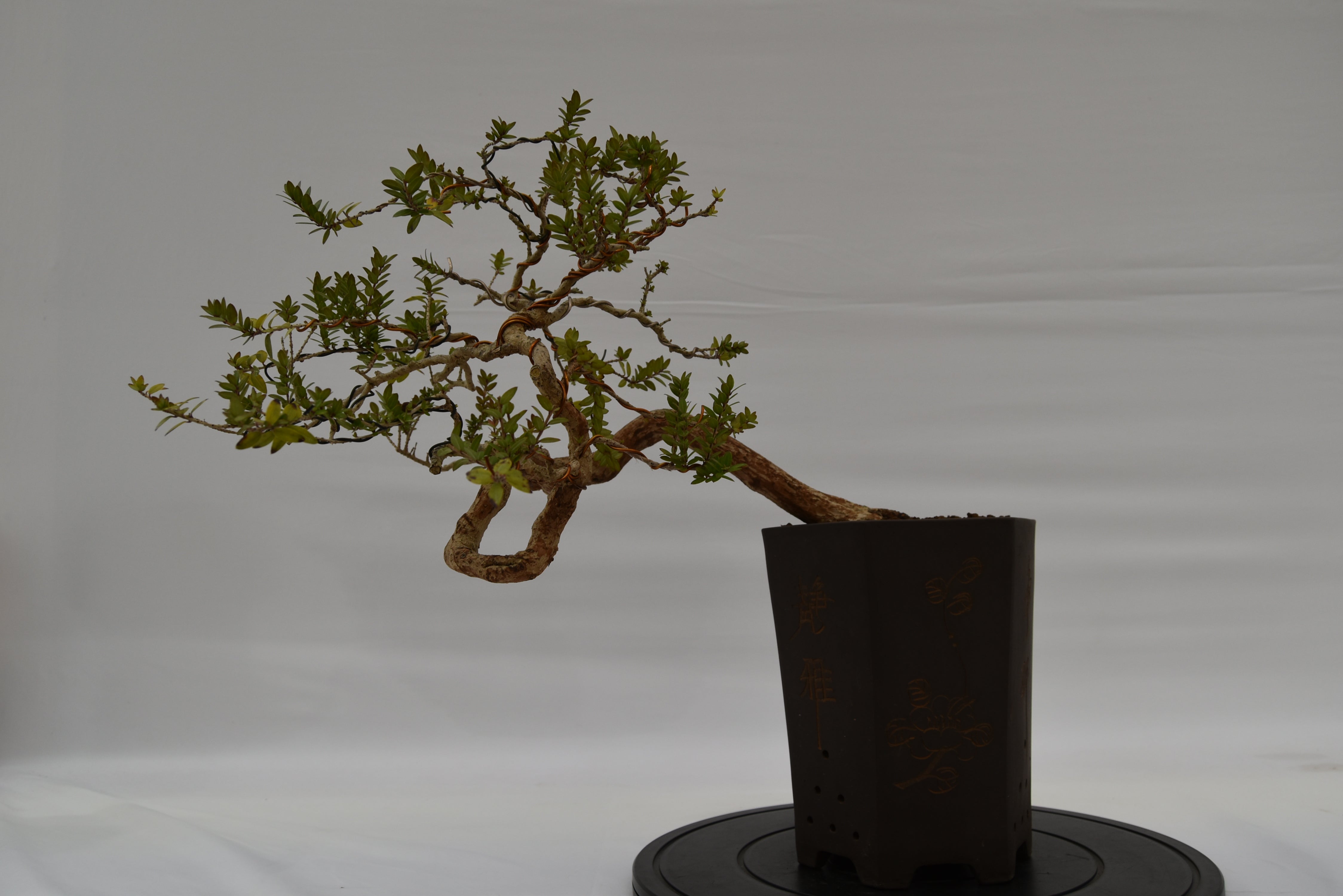 Mirto € 550 | La Gemma del bonsai