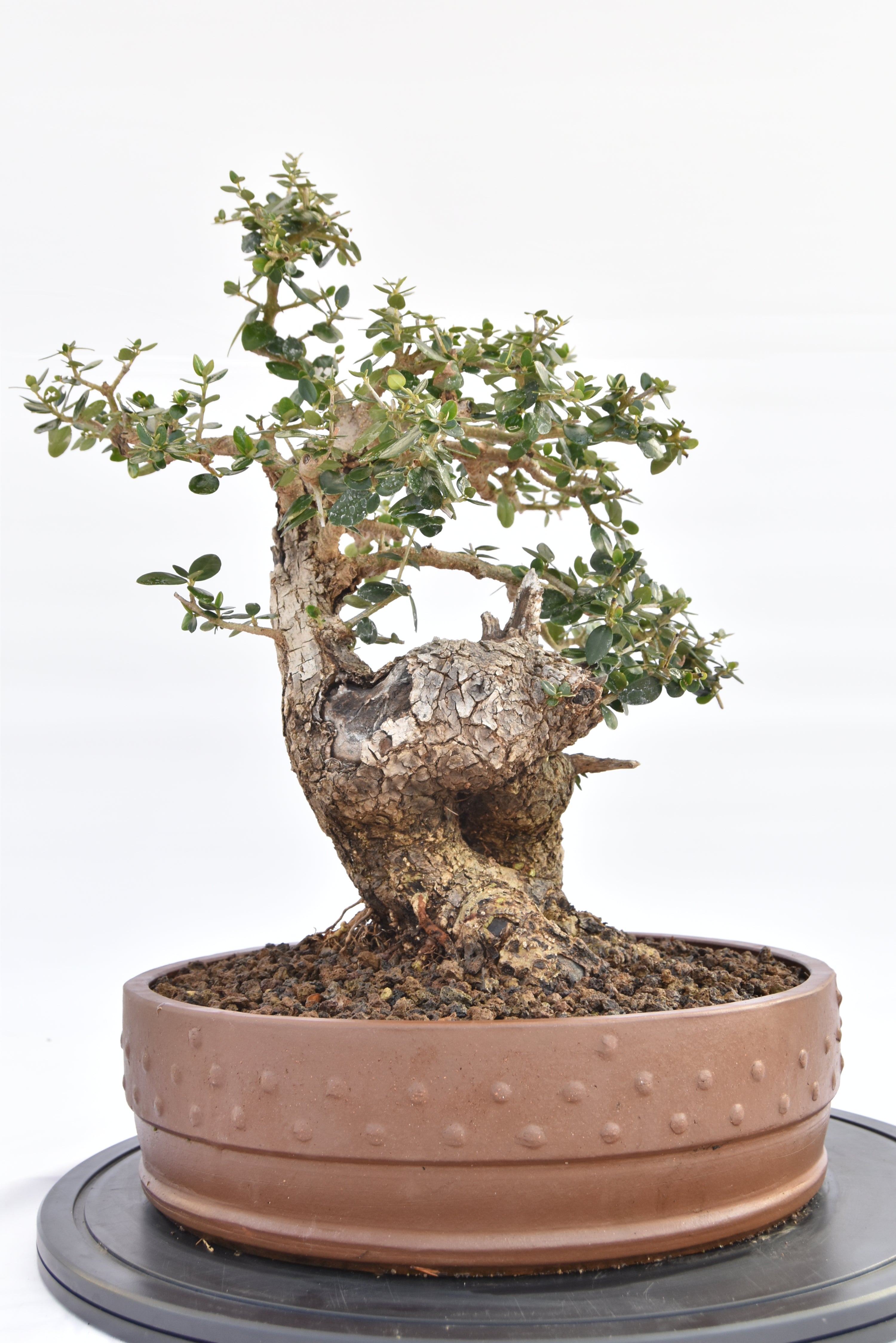 Olivastro € 530 |  La Gemma del bonsai