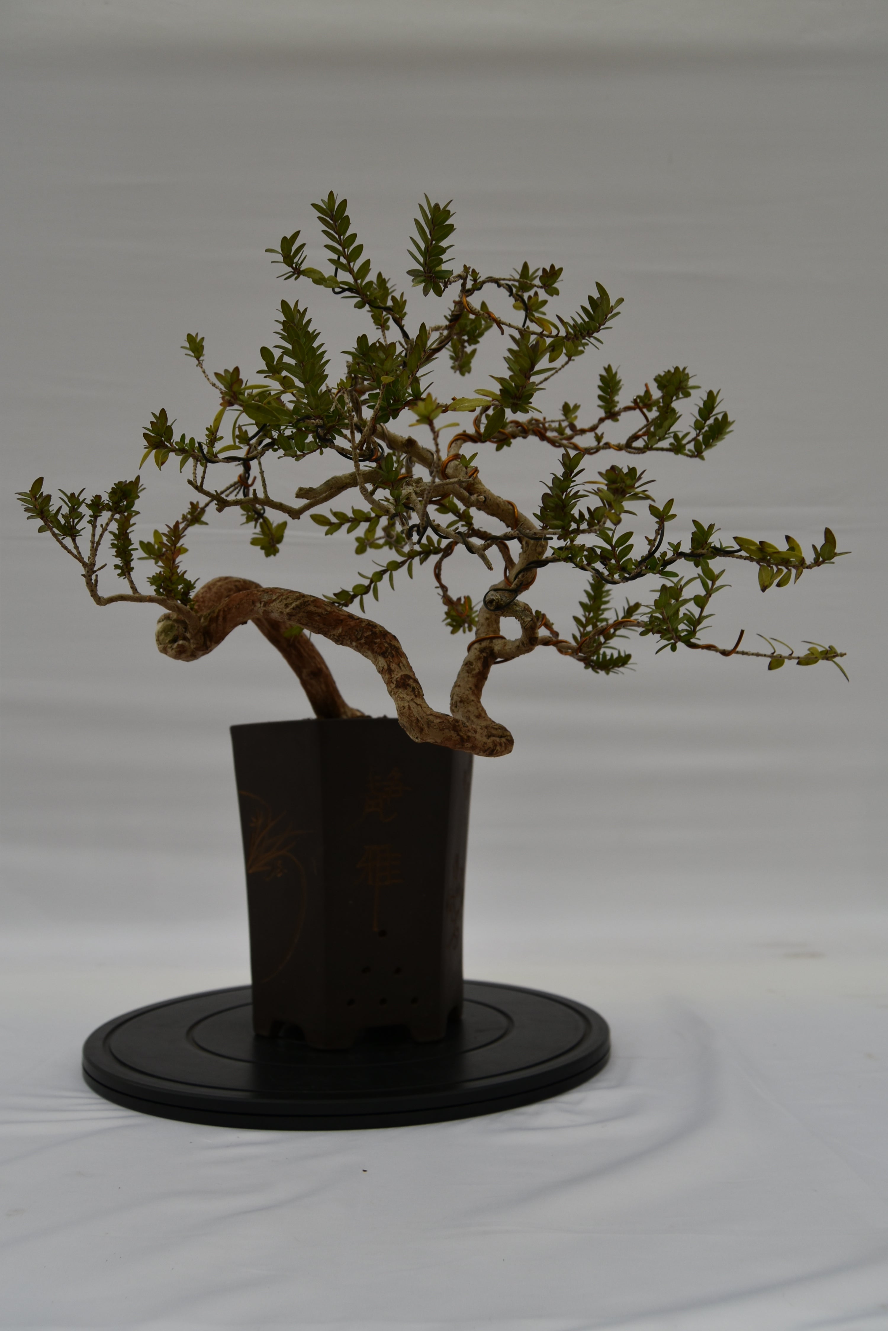 Mirto € 550 | La Gemma del bonsai