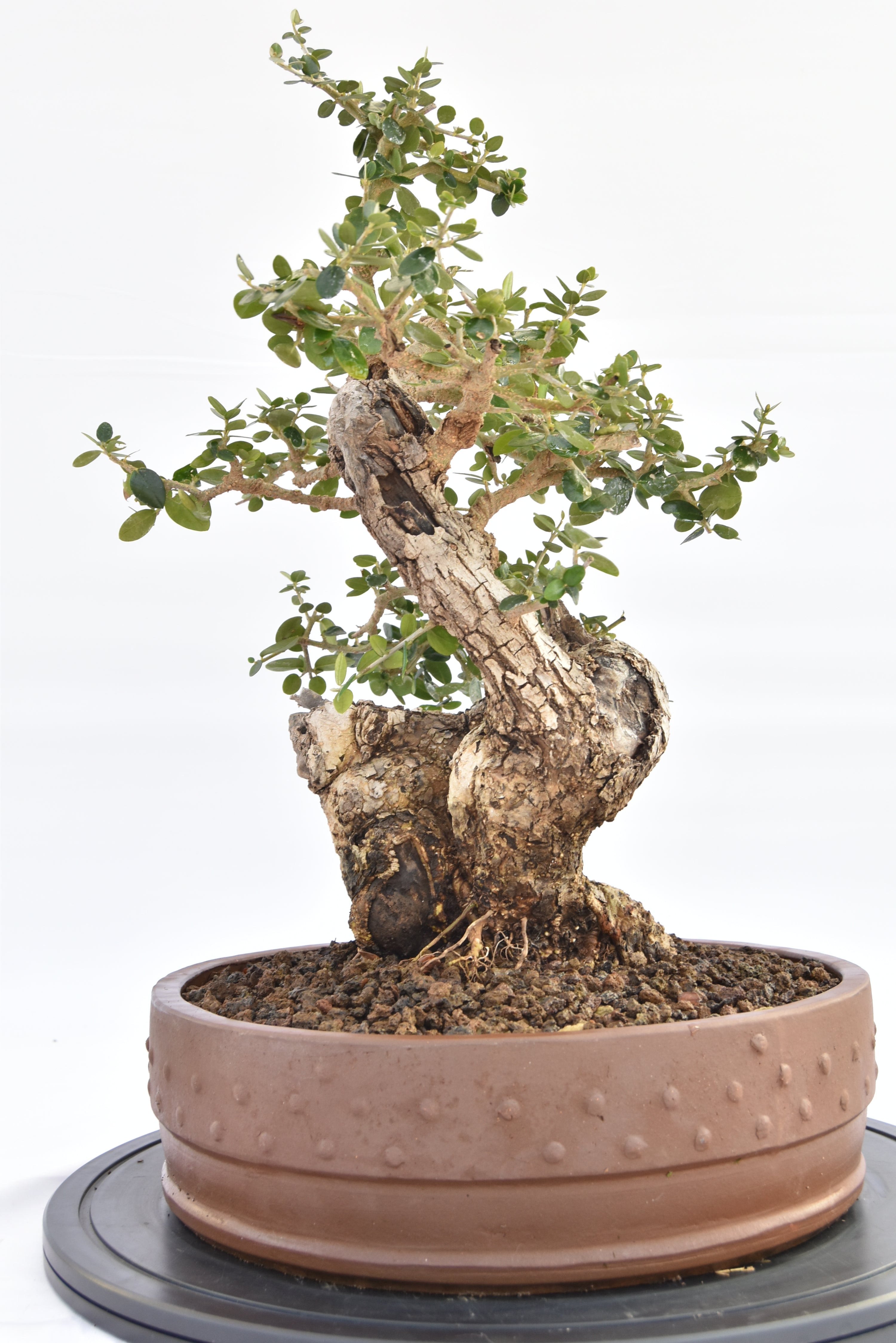 Olivastro € 530 |  La Gemma del bonsai
