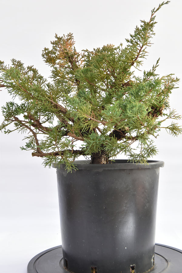 Ginepro Kishu € 150 | La Gemma del bonsai