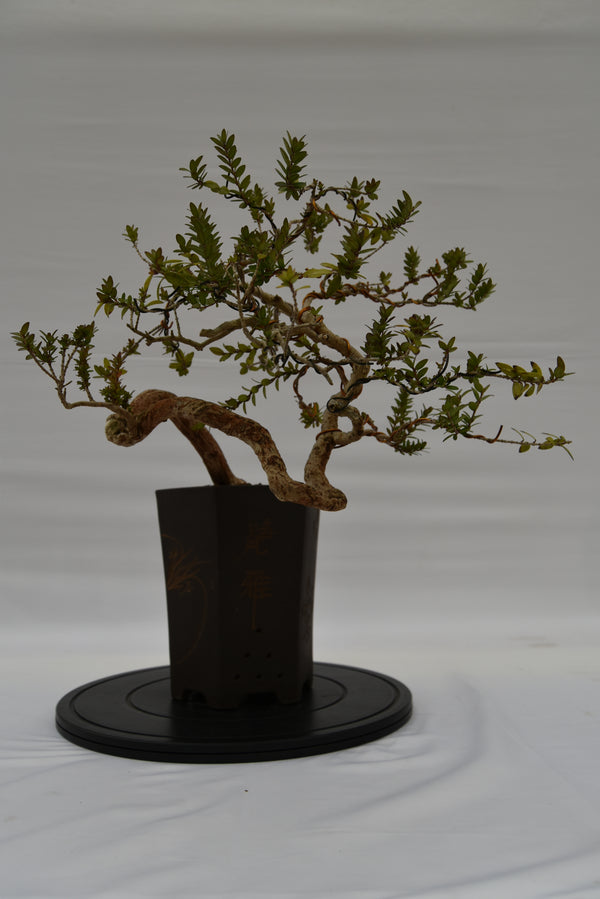 Mirto € 550 | La Gemma del bonsai