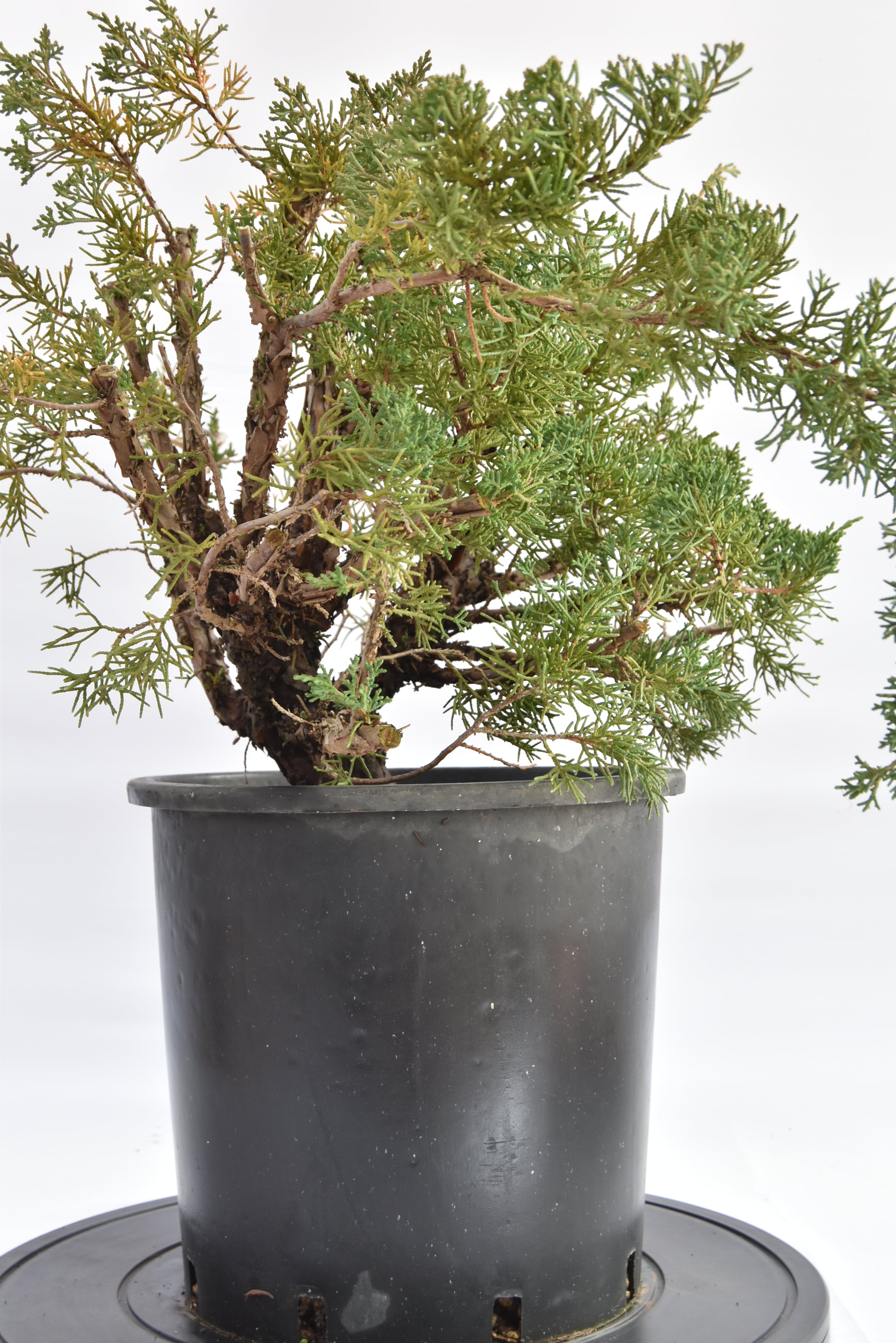 Ginepro Kishu € 150 | La Gemma del bonsai