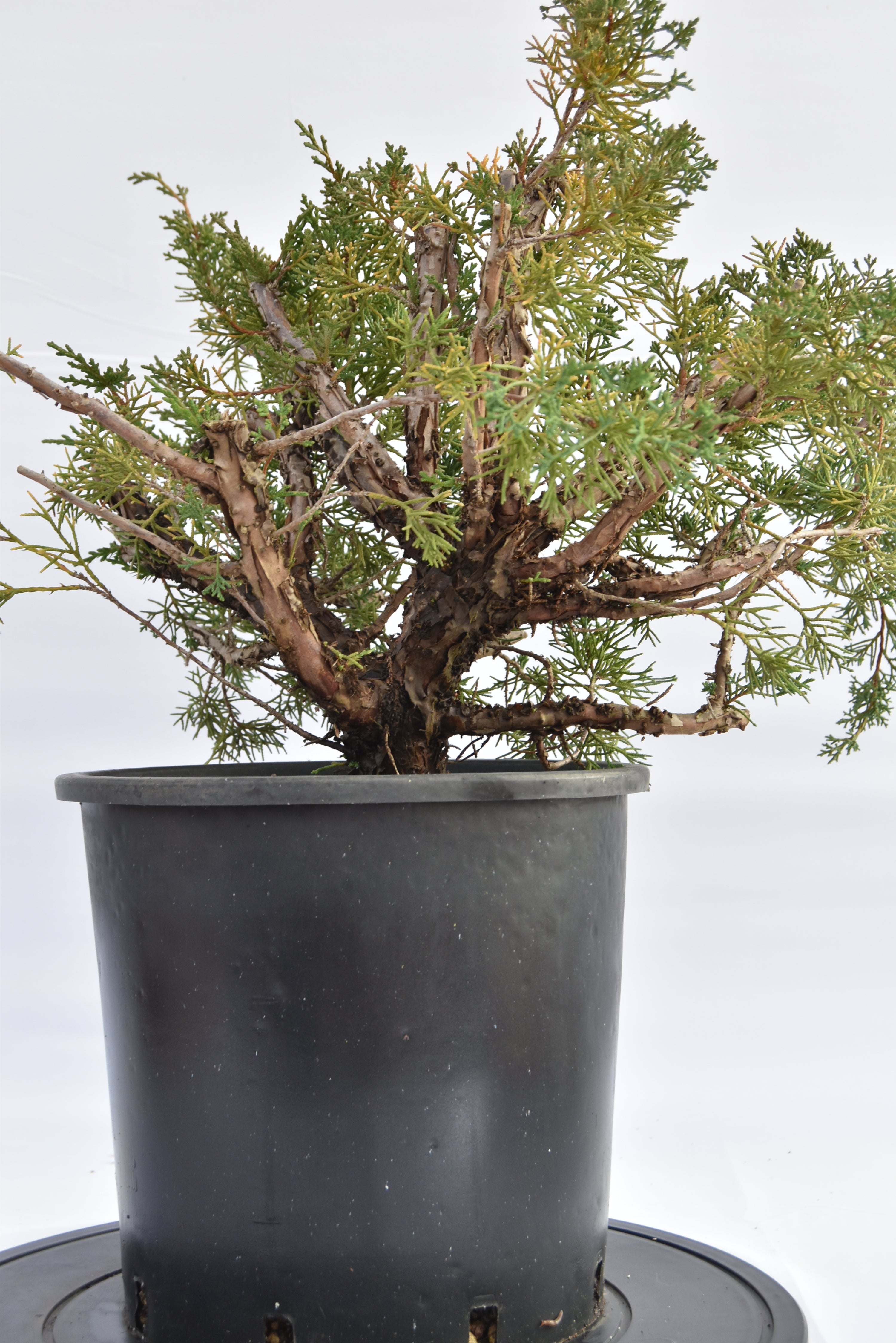 Ginepro Kishu € 150 | La Gemma del bonsai