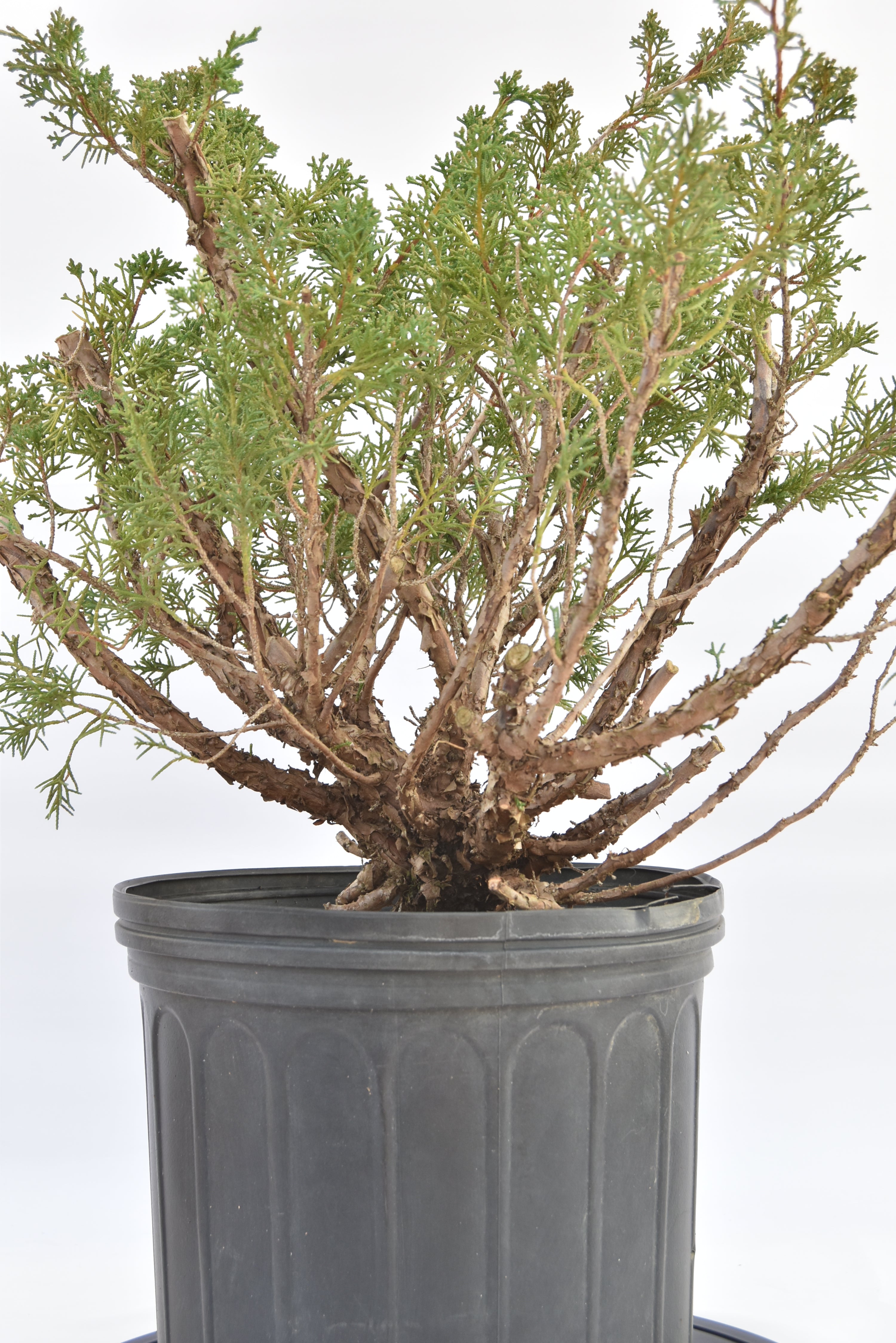 Ginepro Kishu € 150 | La Gemma del bonsai