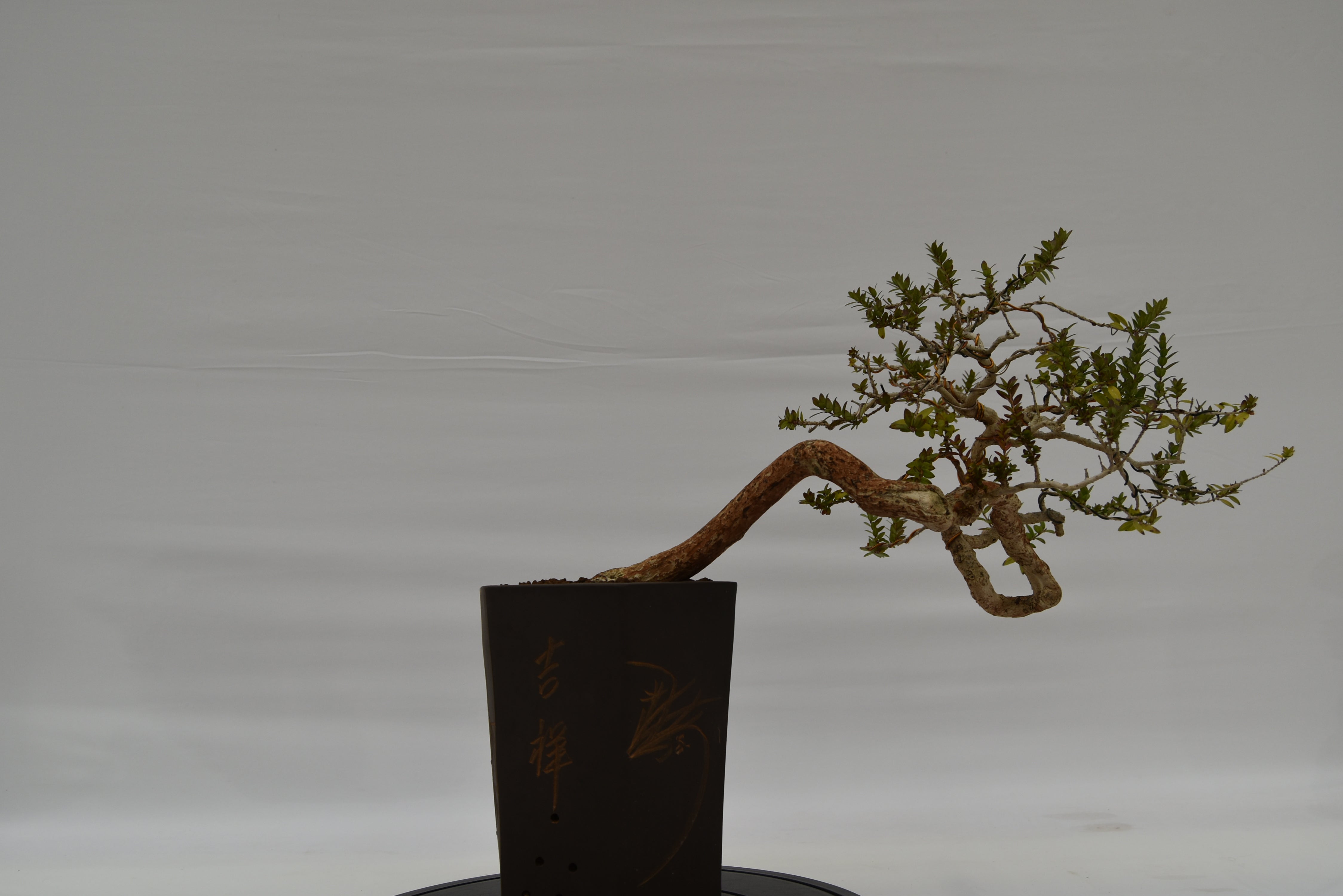 Mirto € 550 | La Gemma del bonsai