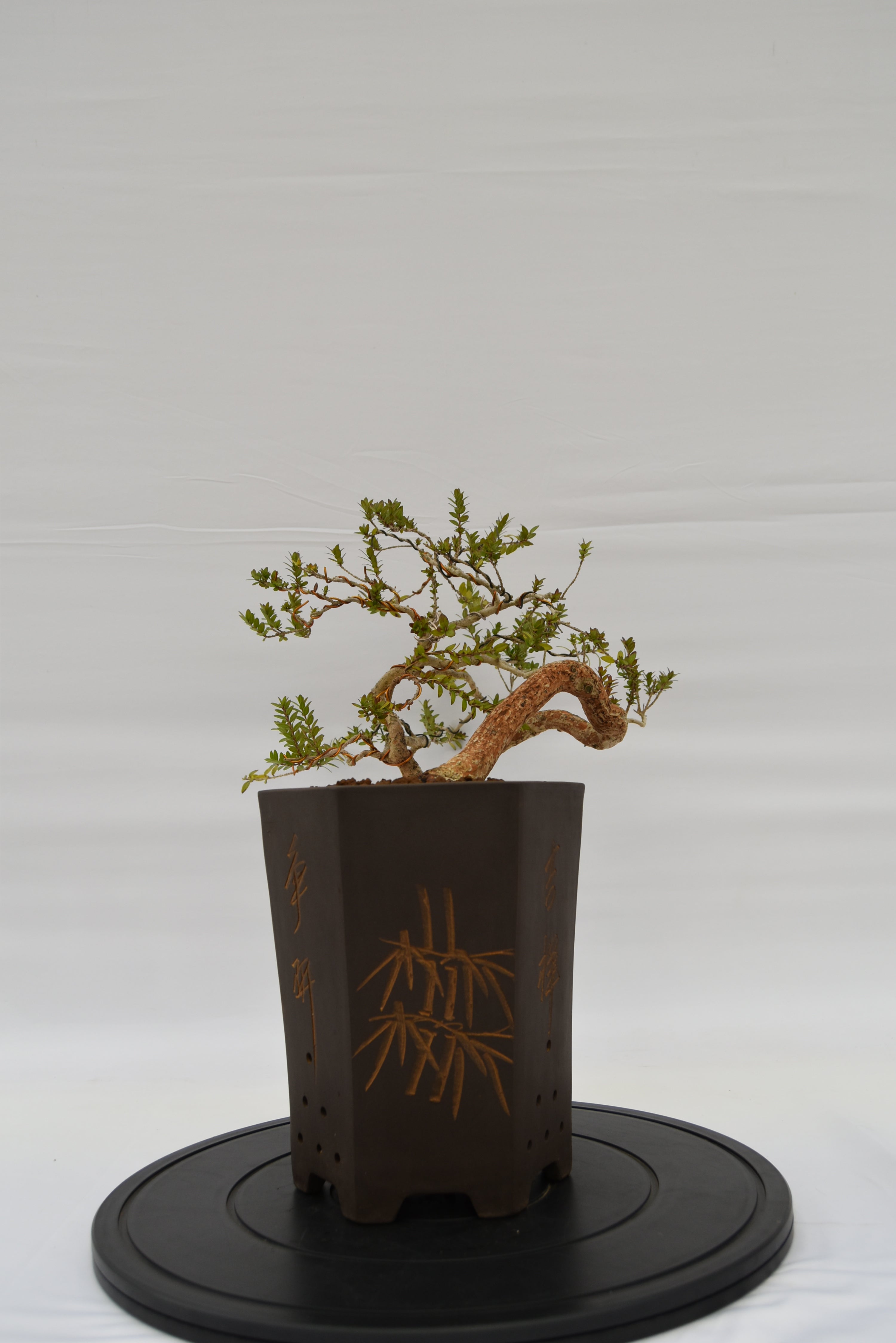 Mirto € 550 | La Gemma del bonsai