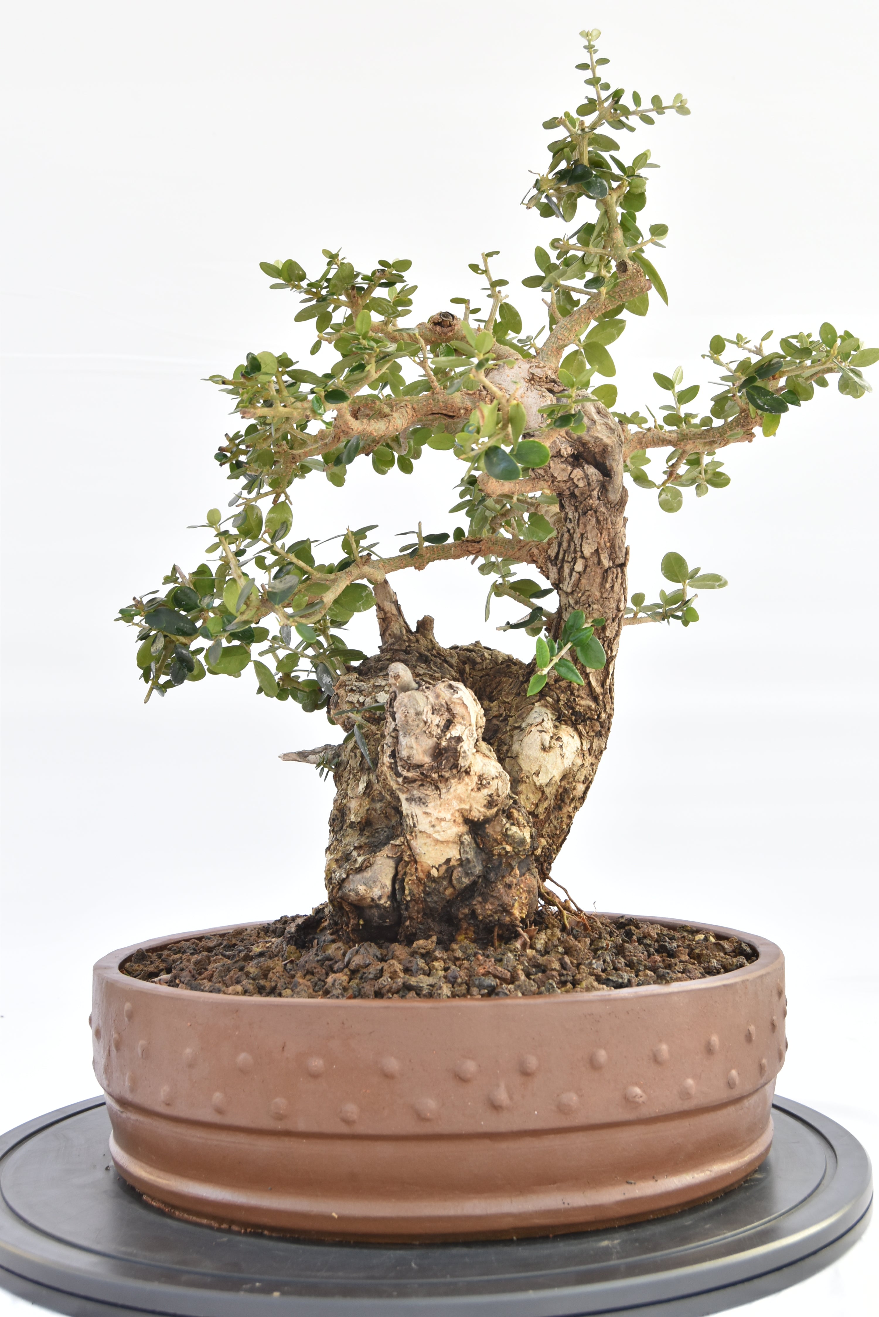 Olivastro € 530 |  La Gemma del bonsai