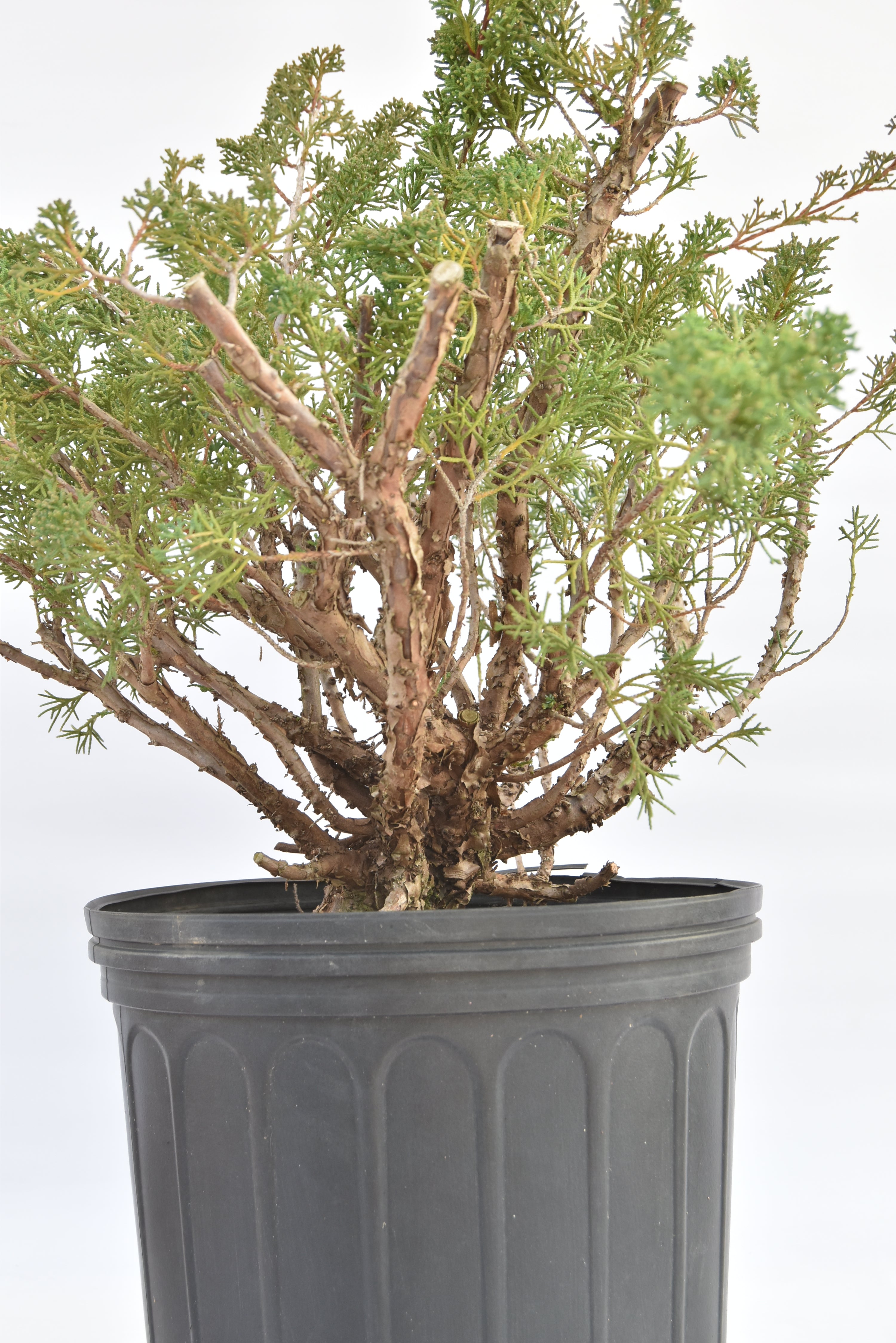 Ginepro Kishu € 150 | La Gemma del bonsai