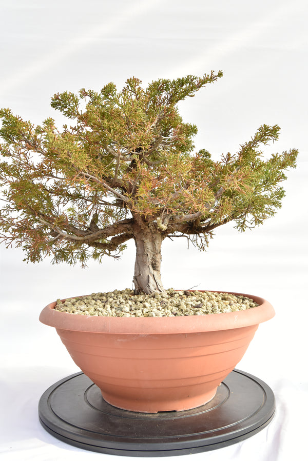 Ginepro Itoigawa €380 | La Gemma del bonsai