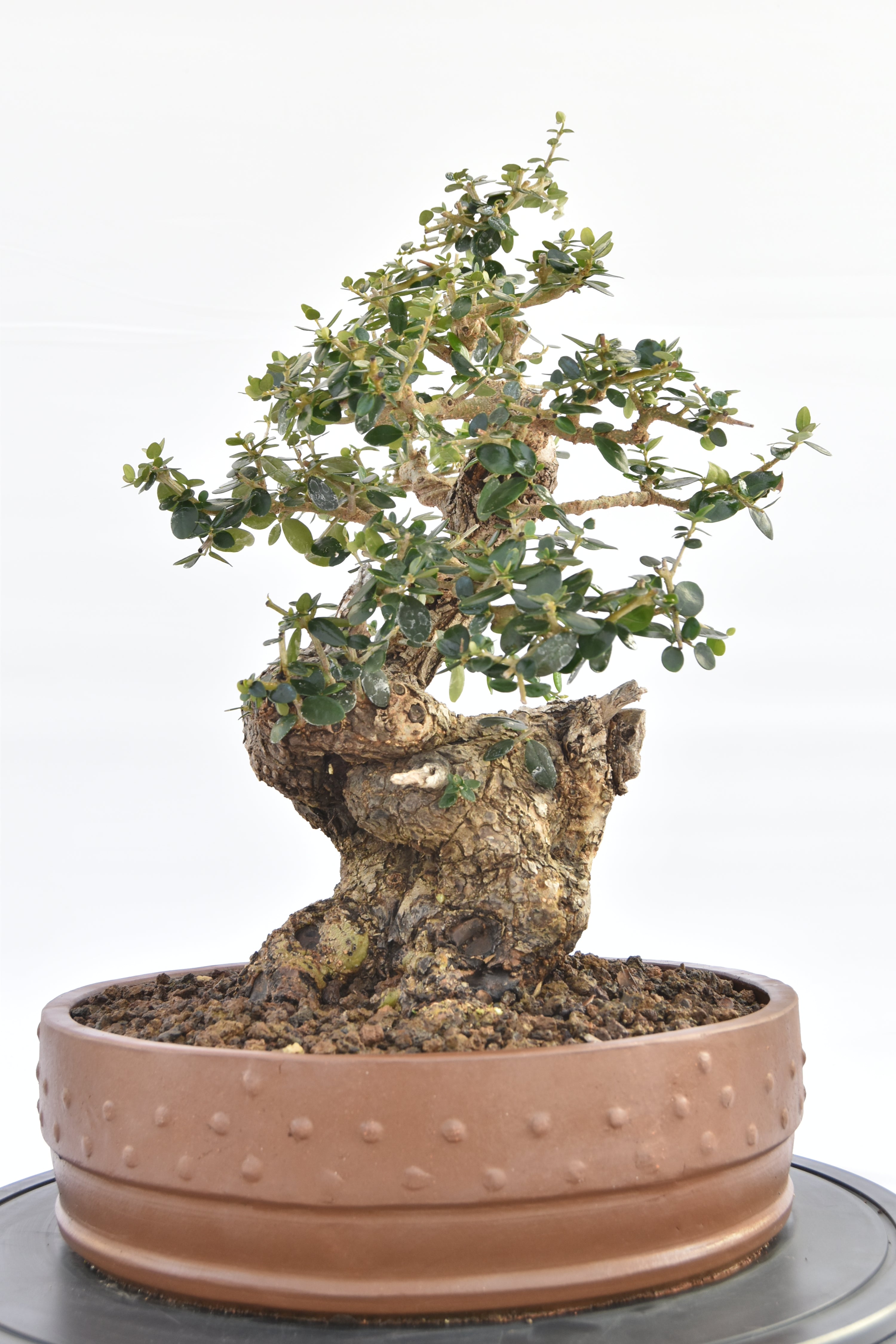 Olivastro € 530 |  La Gemma del bonsai
