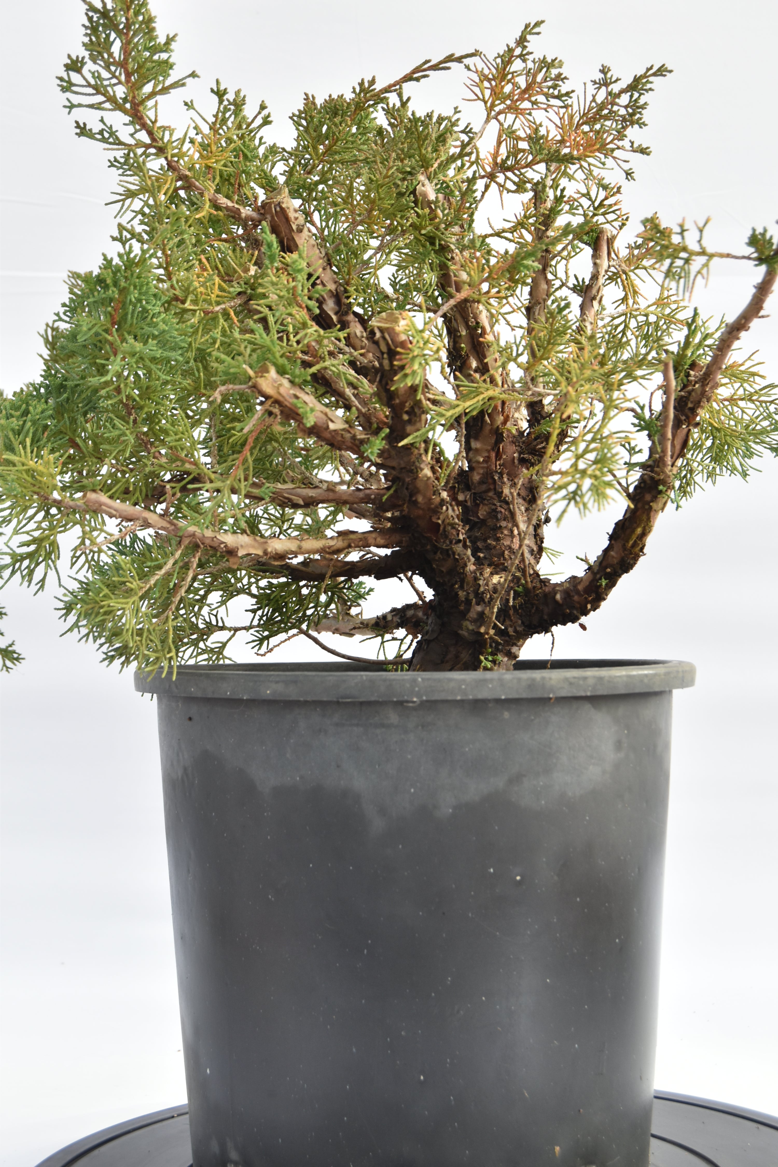 Ginepro Kishu € 150 | La Gemma del bonsai