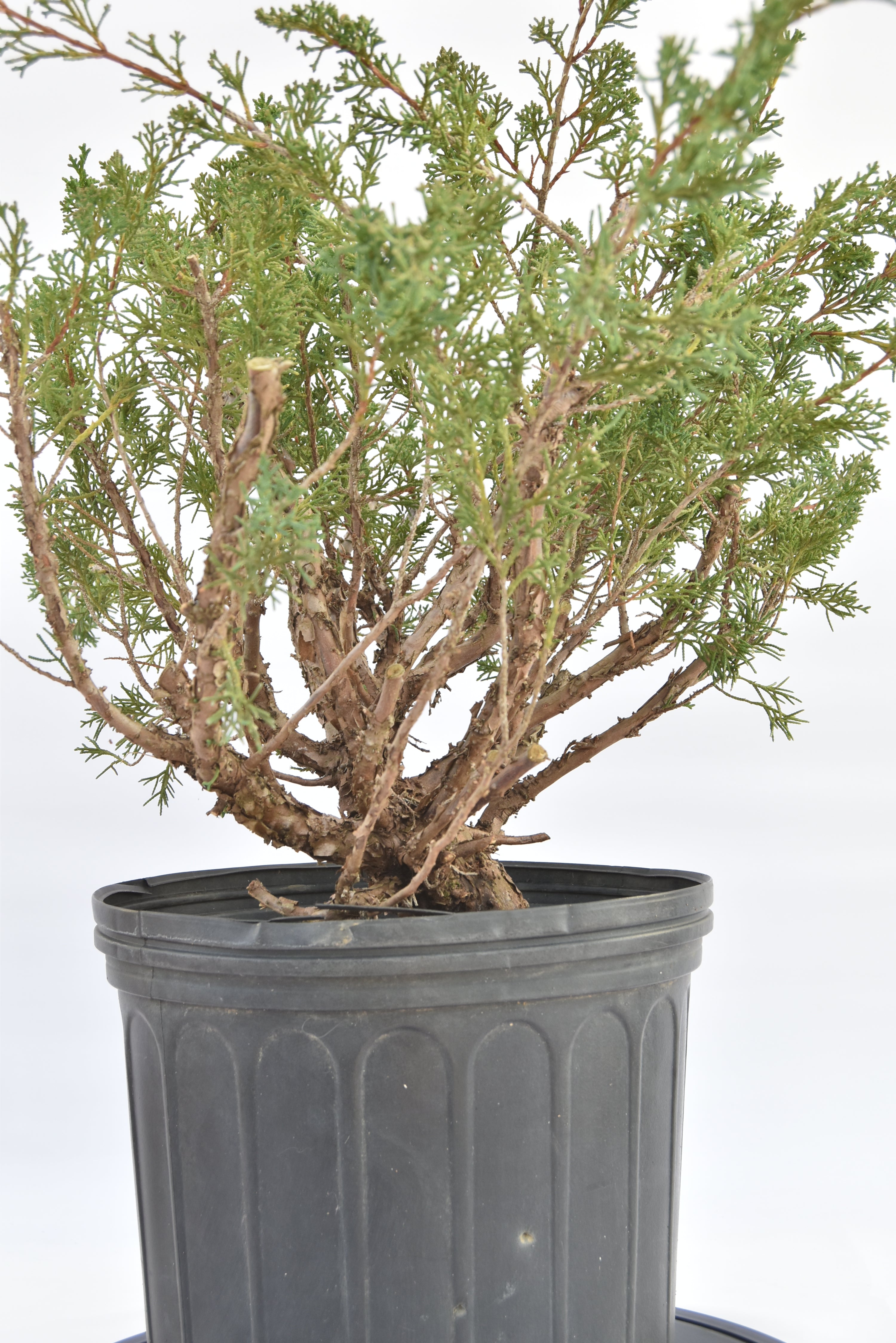 Ginepro Kishu € 150 | La Gemma del bonsai
