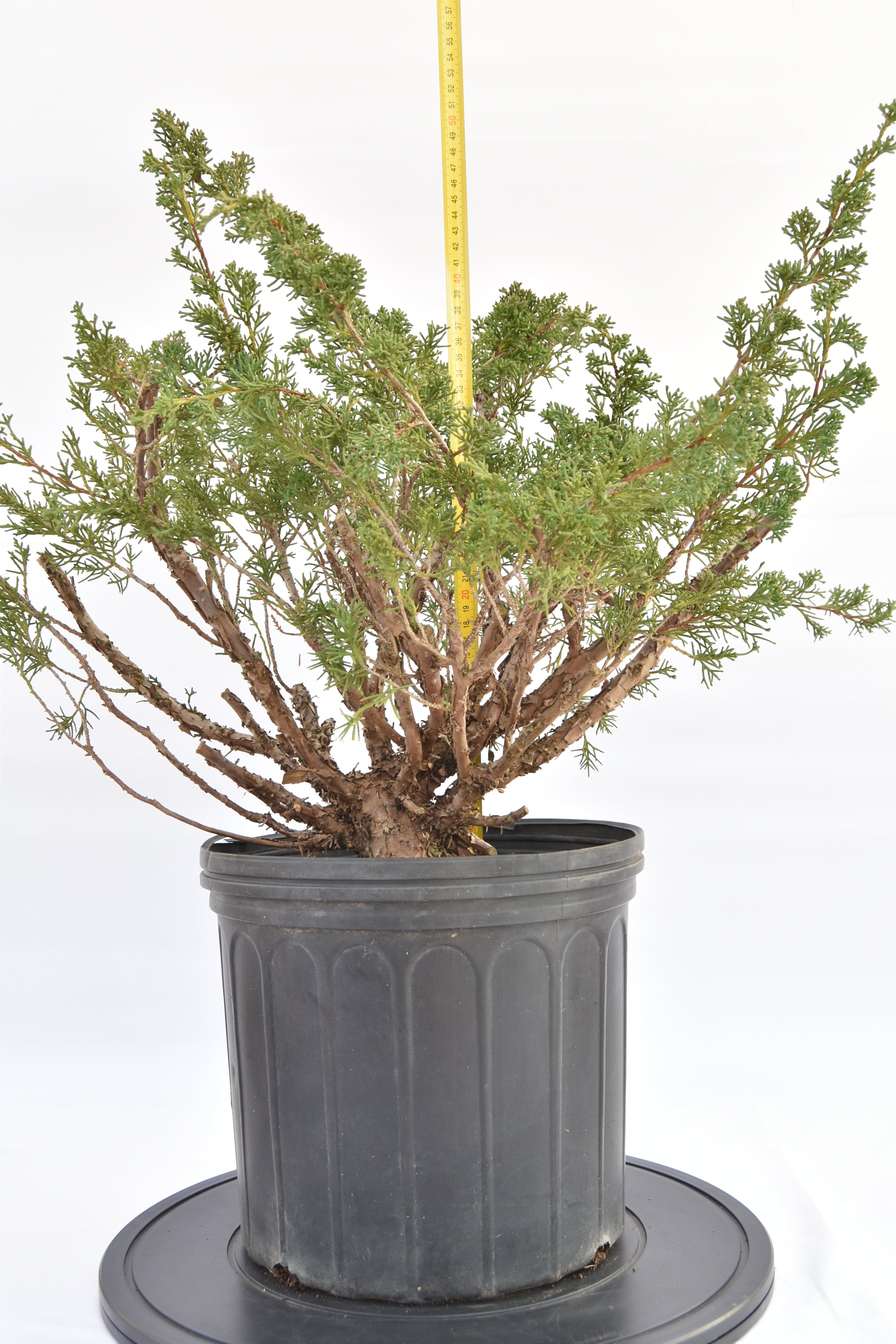 Ginepro Kishu € 150 | La Gemma del bonsai