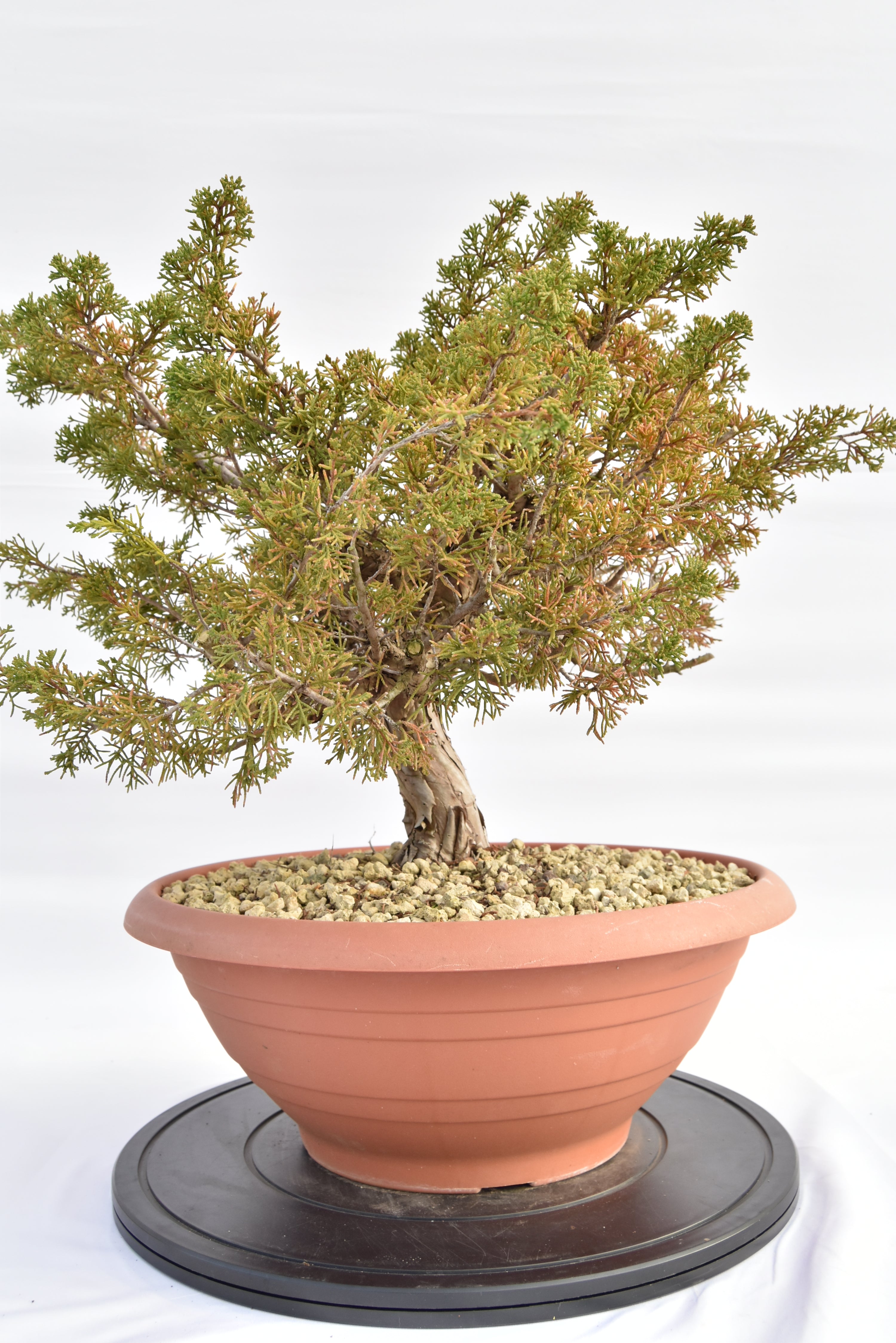 Ginepro Itoigawa €380 | La Gemma del bonsai