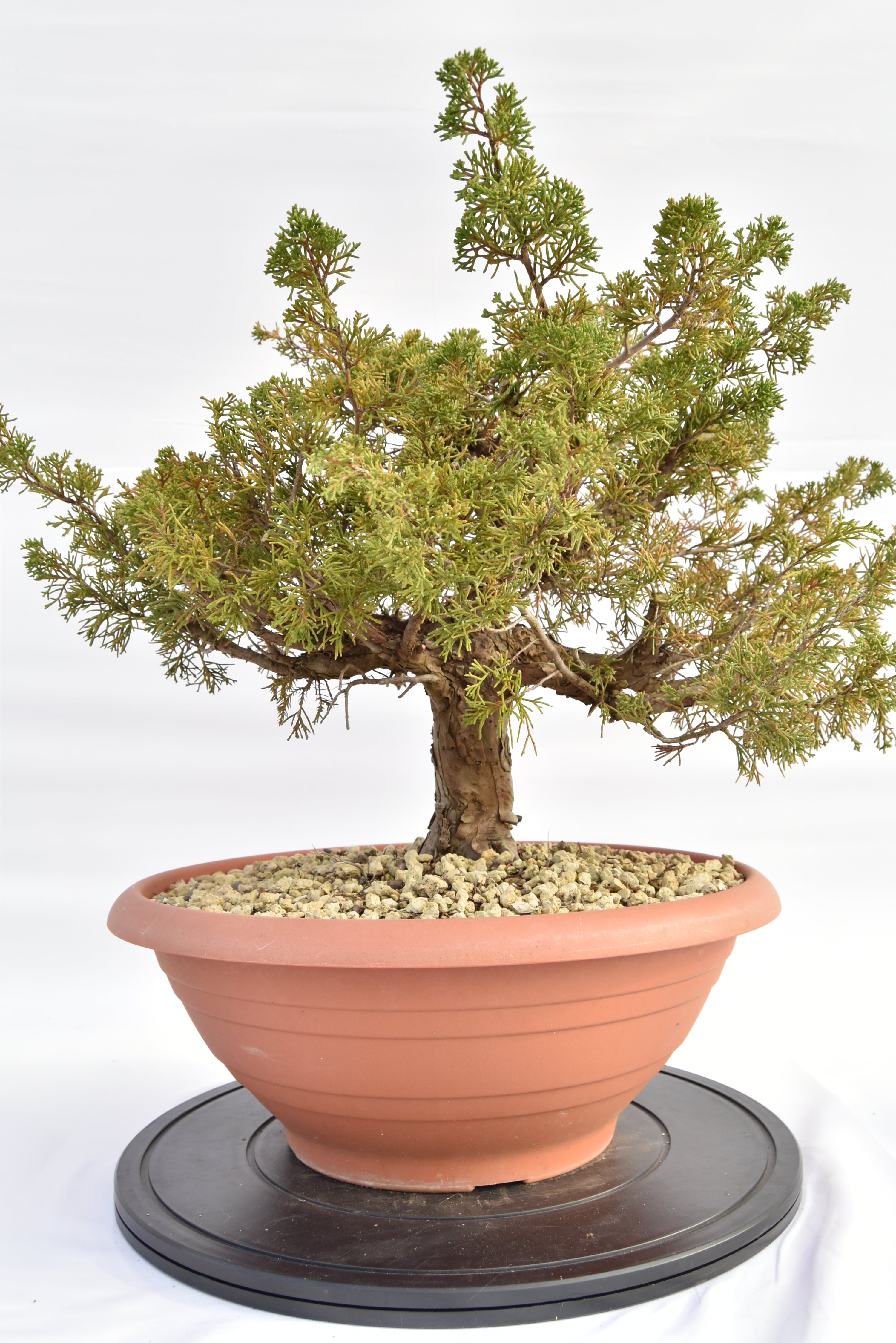 Ginepro Itoigawa €380 | La Gemma del bonsai