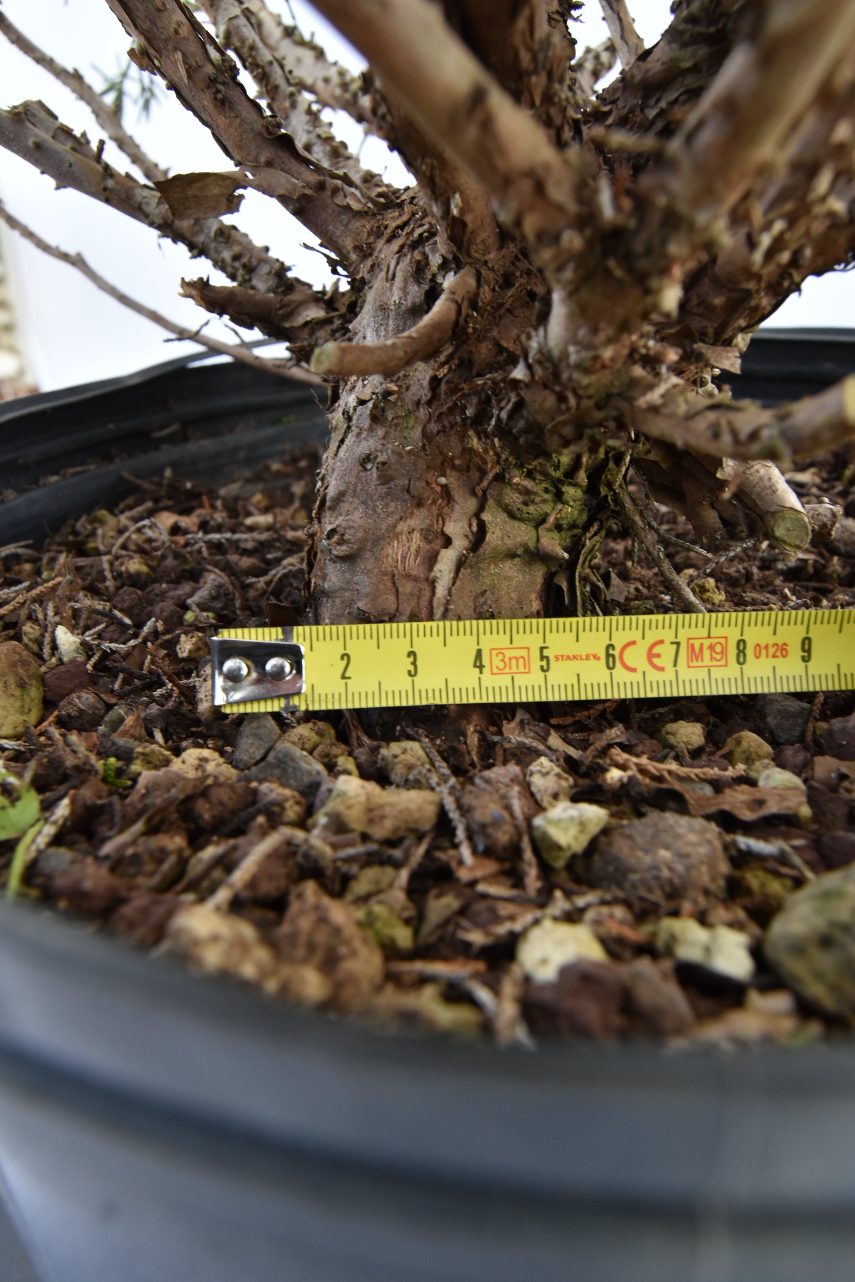 Ginepro Kishu € 150 | La Gemma del bonsai