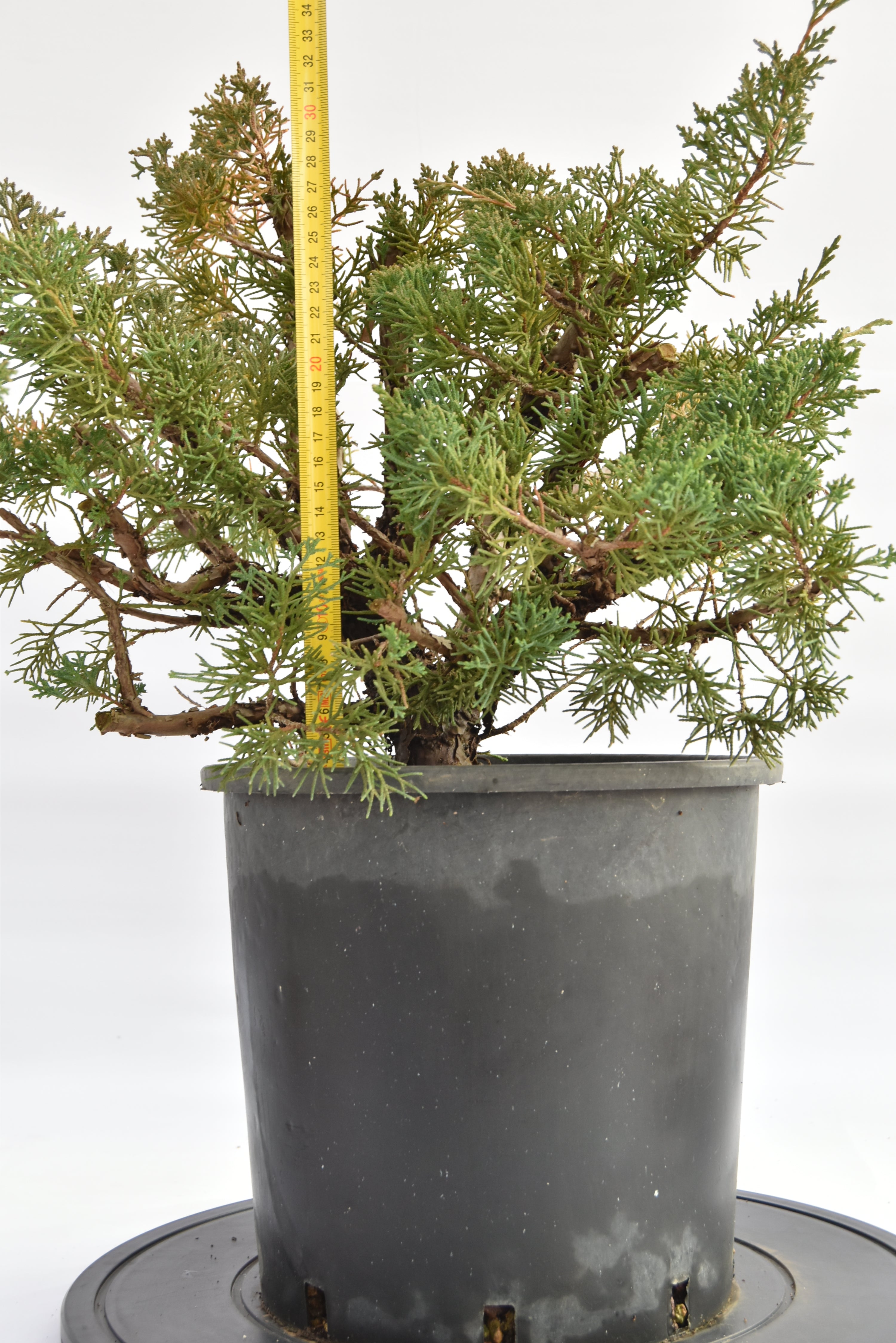 Ginepro Kishu € 150 | La Gemma del bonsai