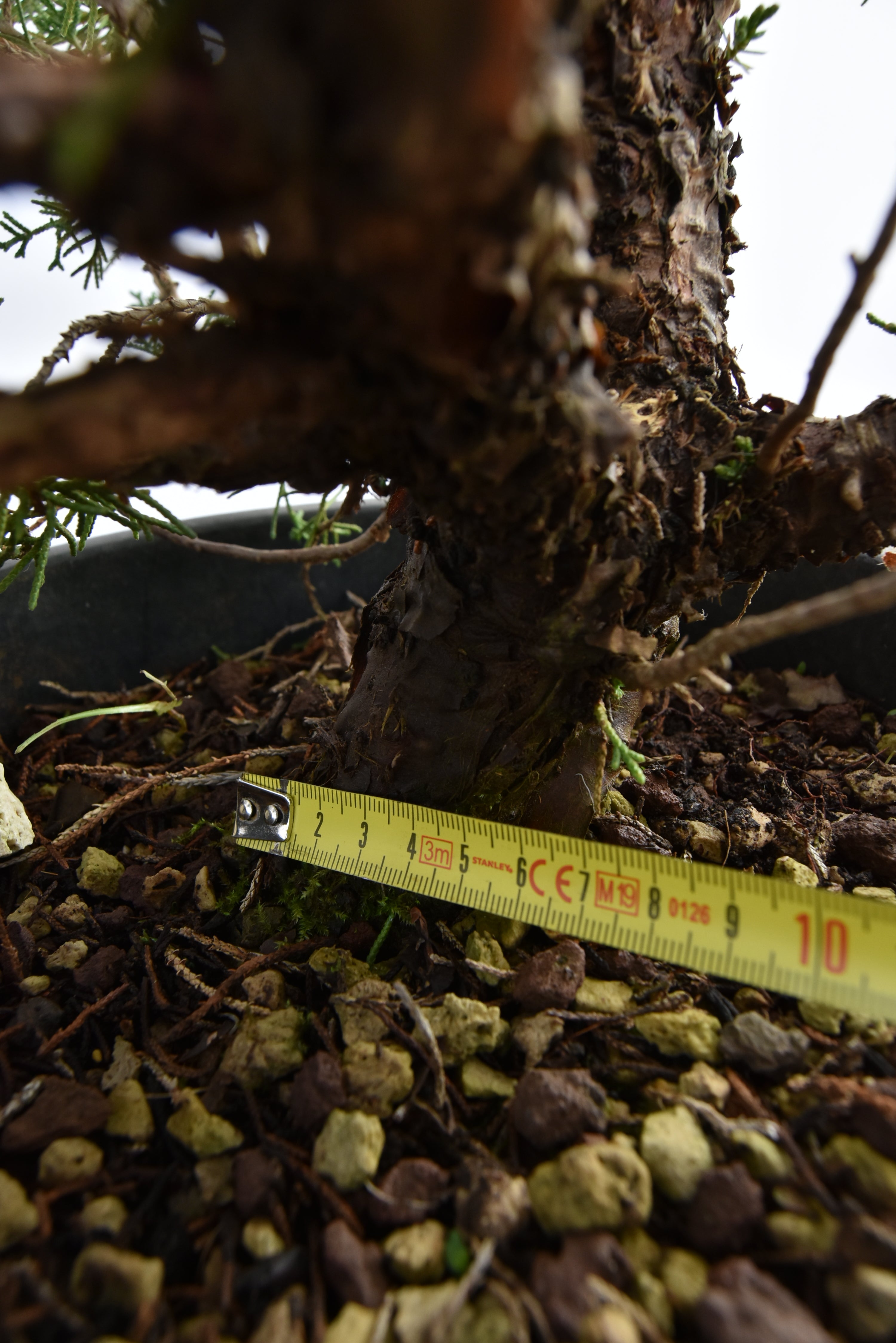 Ginepro Kishu € 150 | La Gemma del bonsai