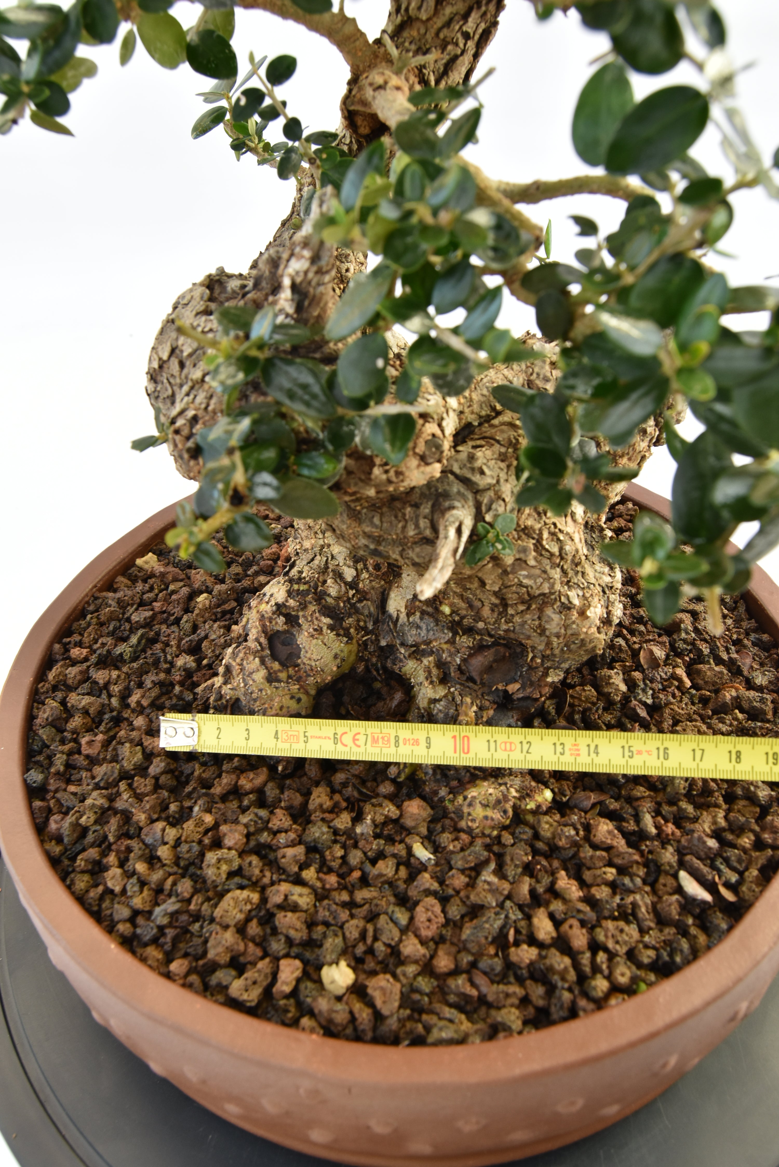 Olivastro € 530 |  La Gemma del bonsai