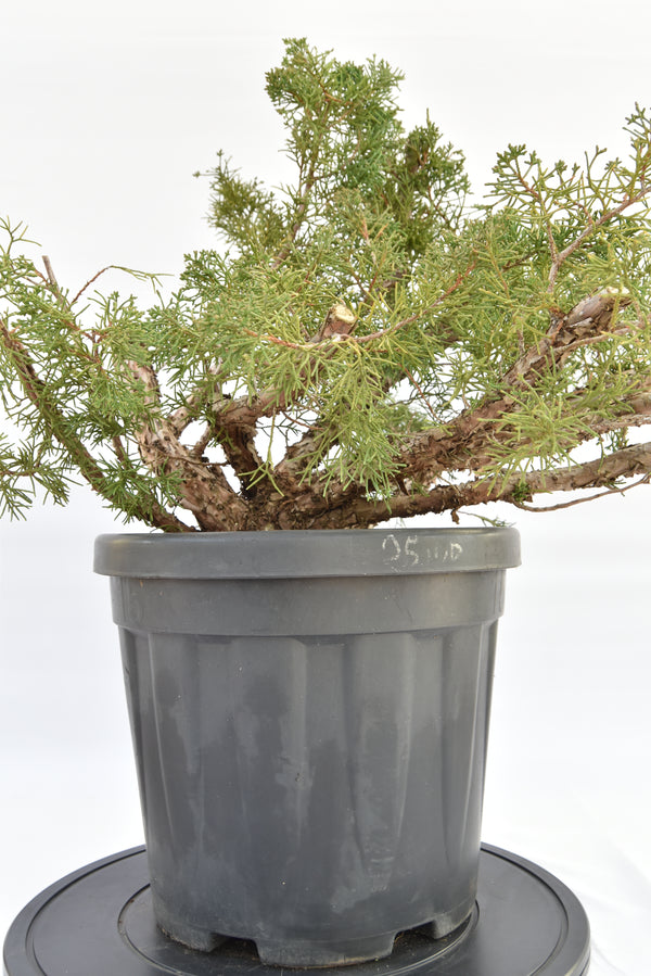 Ginepro Kishu €150 | La Gemma del bonsai