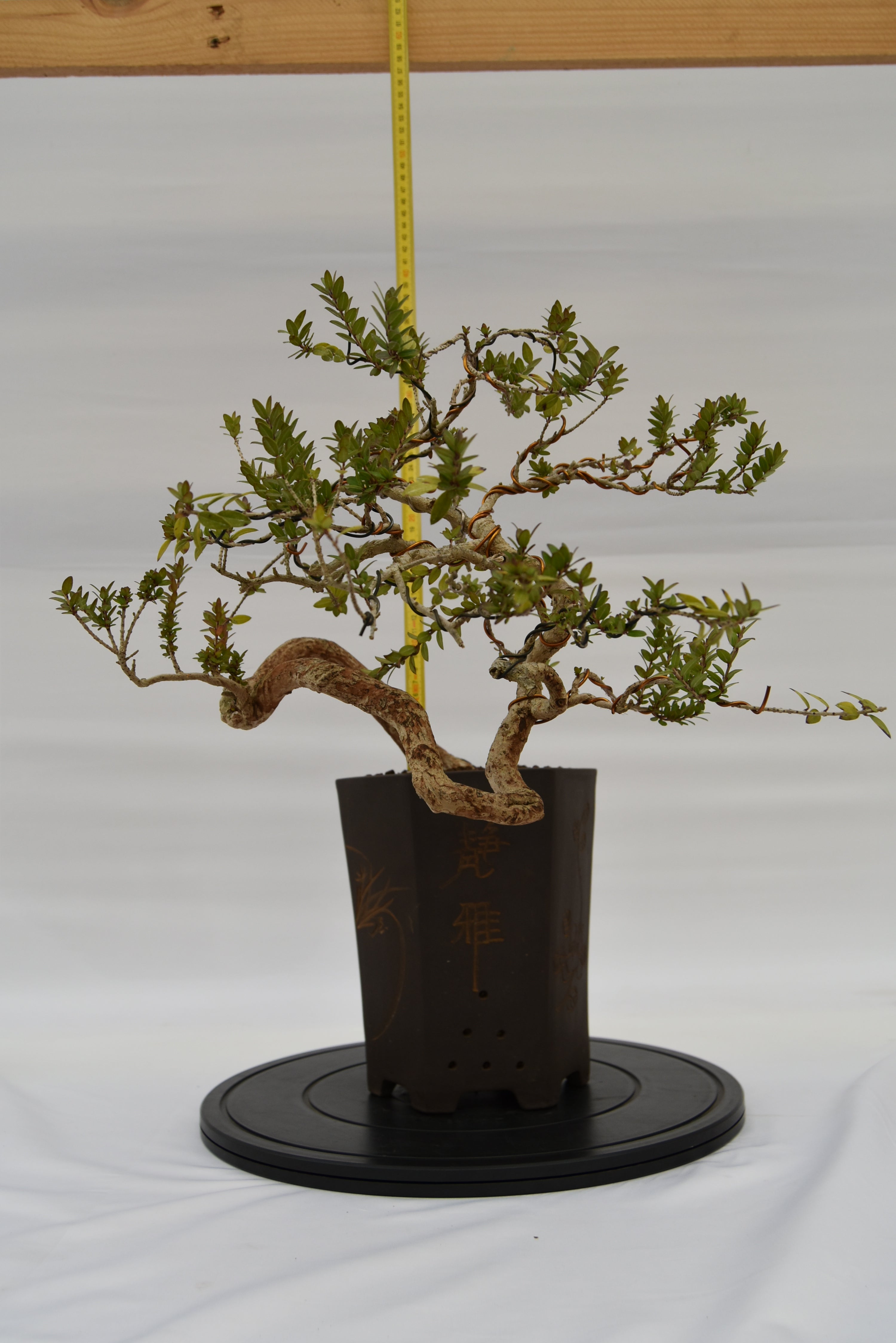 Mirto € 550 | La Gemma del bonsai