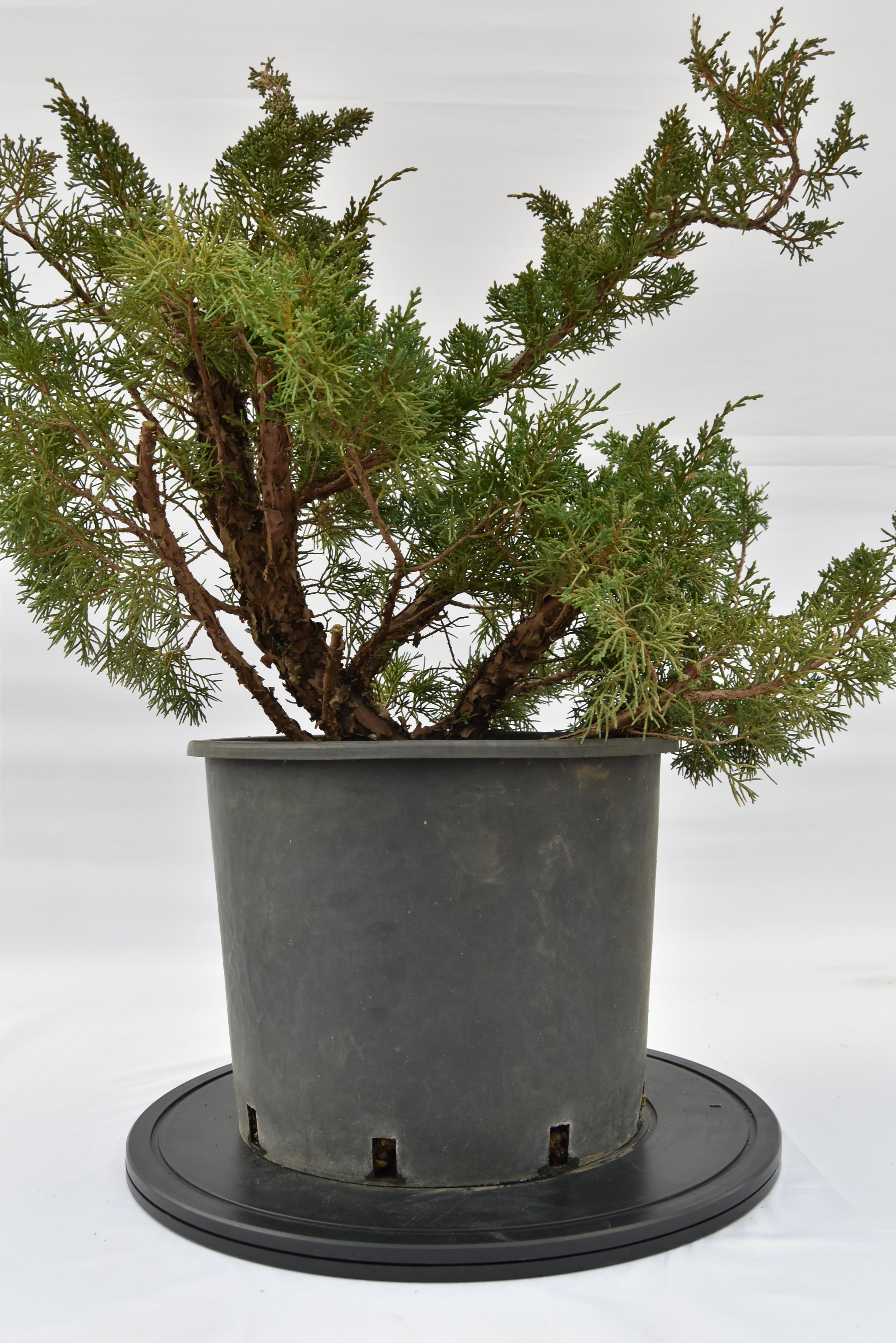Ginepro Kishu € 150 | La Gemma del bonsai