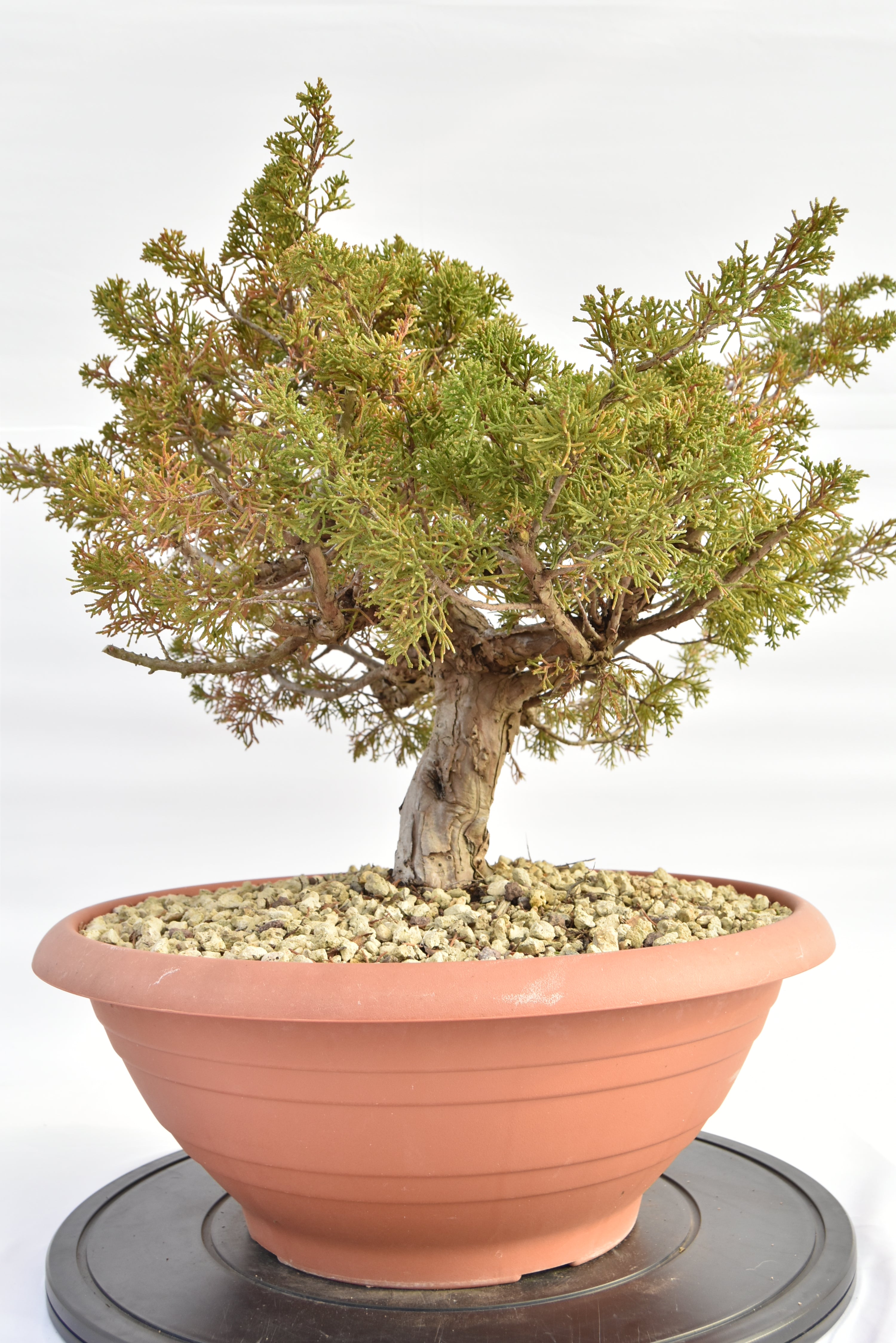 Ginepro Itoigawa €380 | La Gemma del bonsai