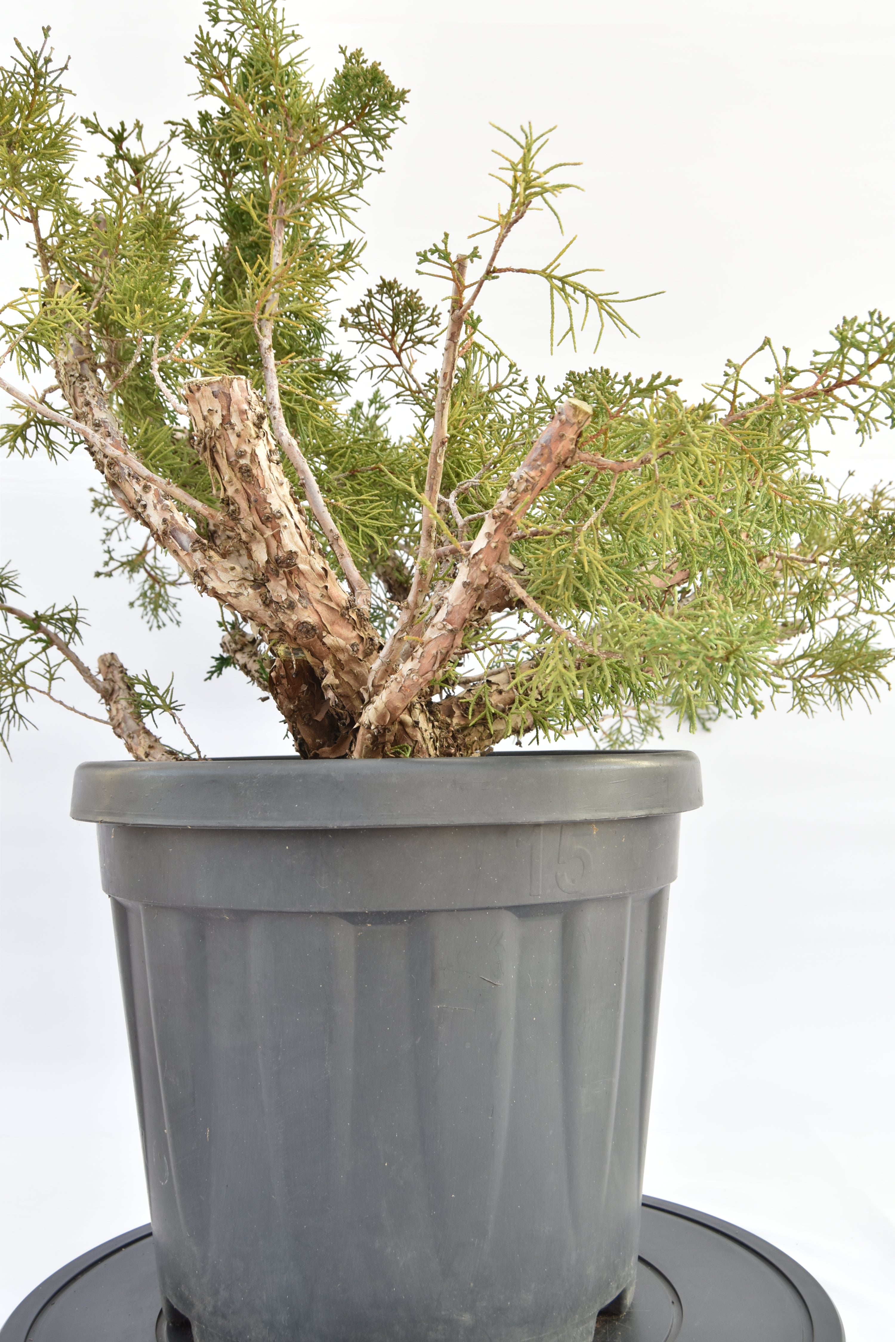 Ginepro Kishu €150 | La Gemma del bonsai
