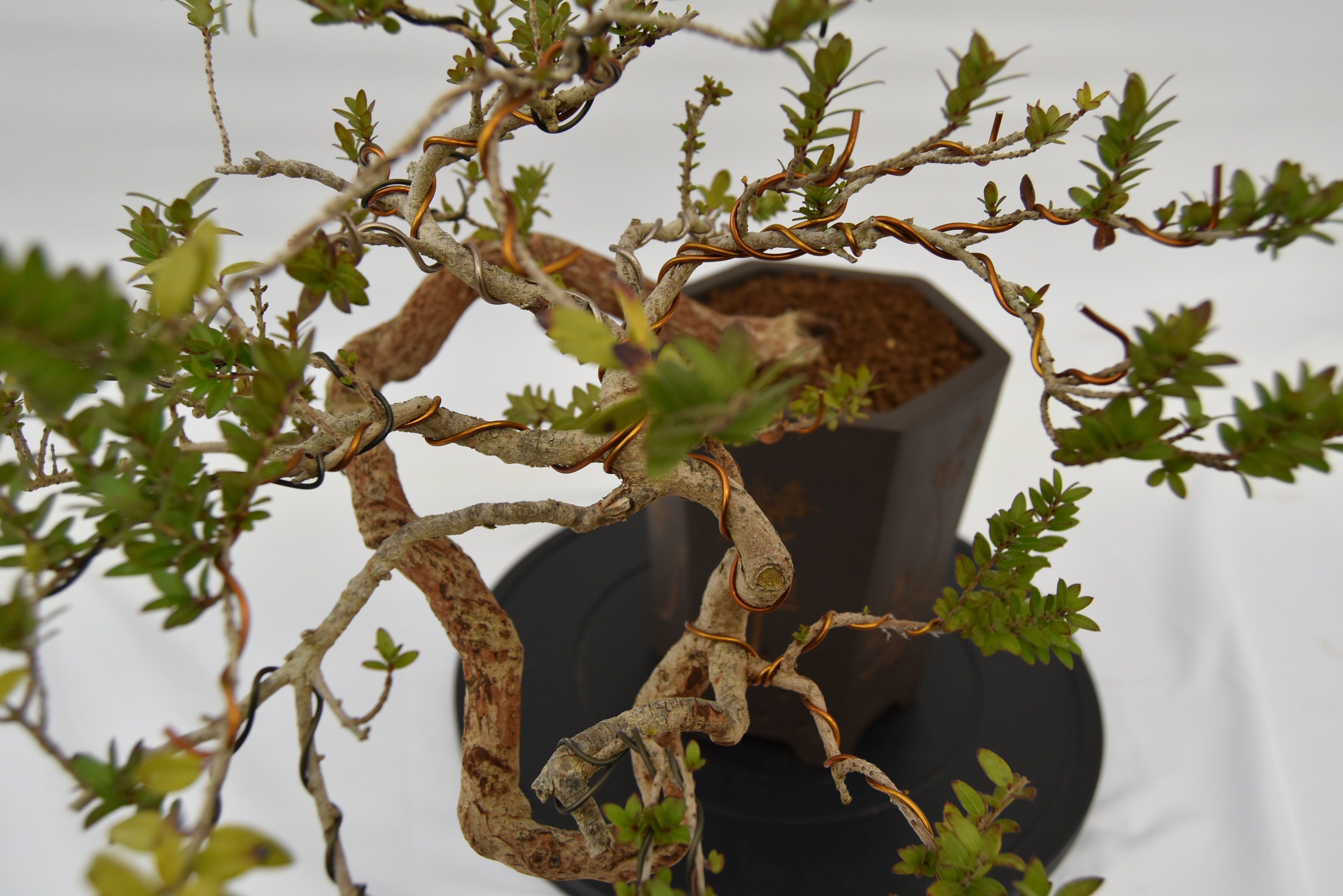 Mirto € 550 | La Gemma del bonsai