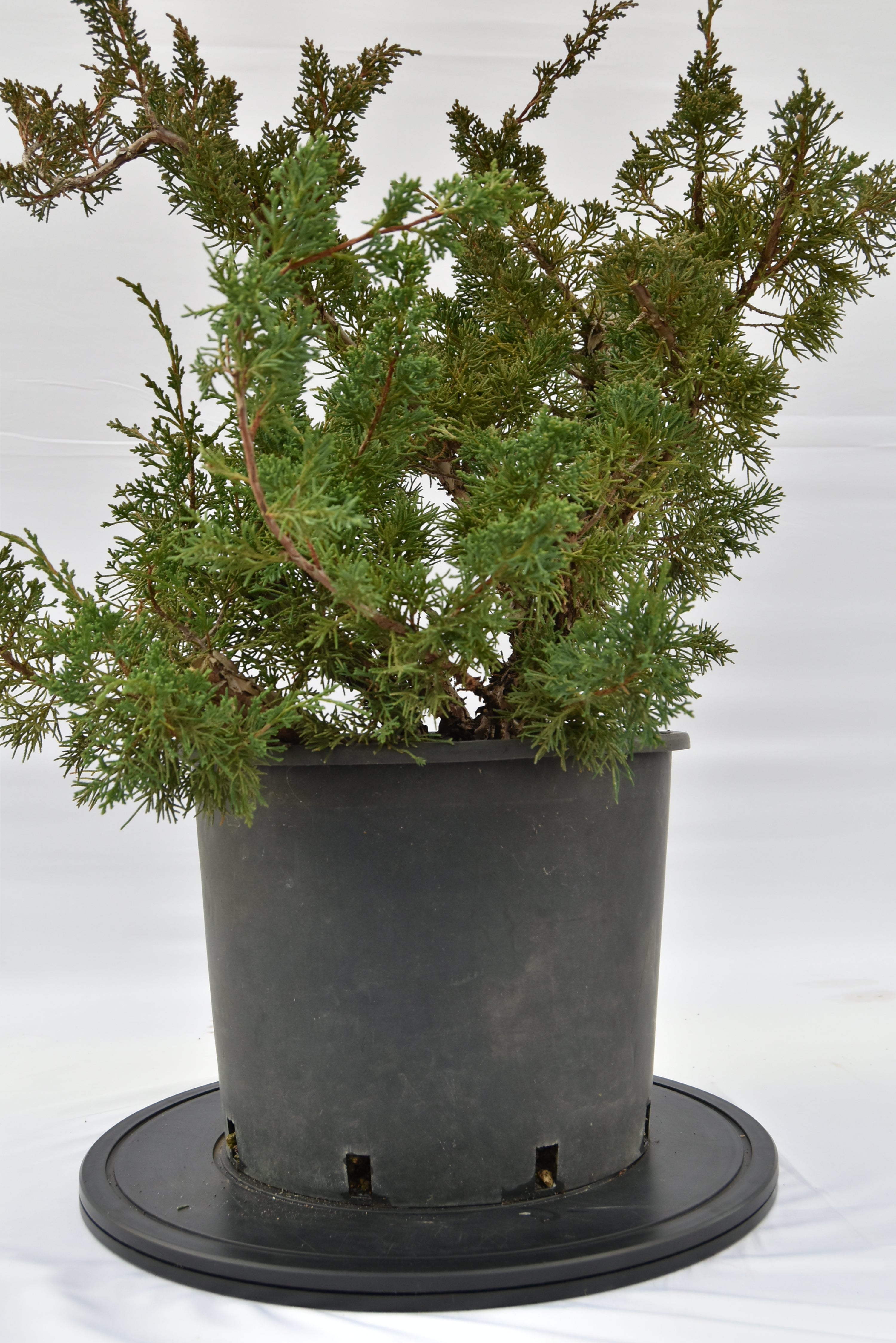 Ginepro Kishu € 150 | La Gemma del bonsai