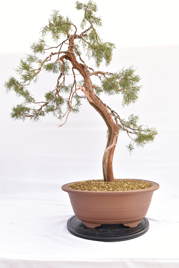 Ginepro Comunis € 2200 | La Gemma del bonsai