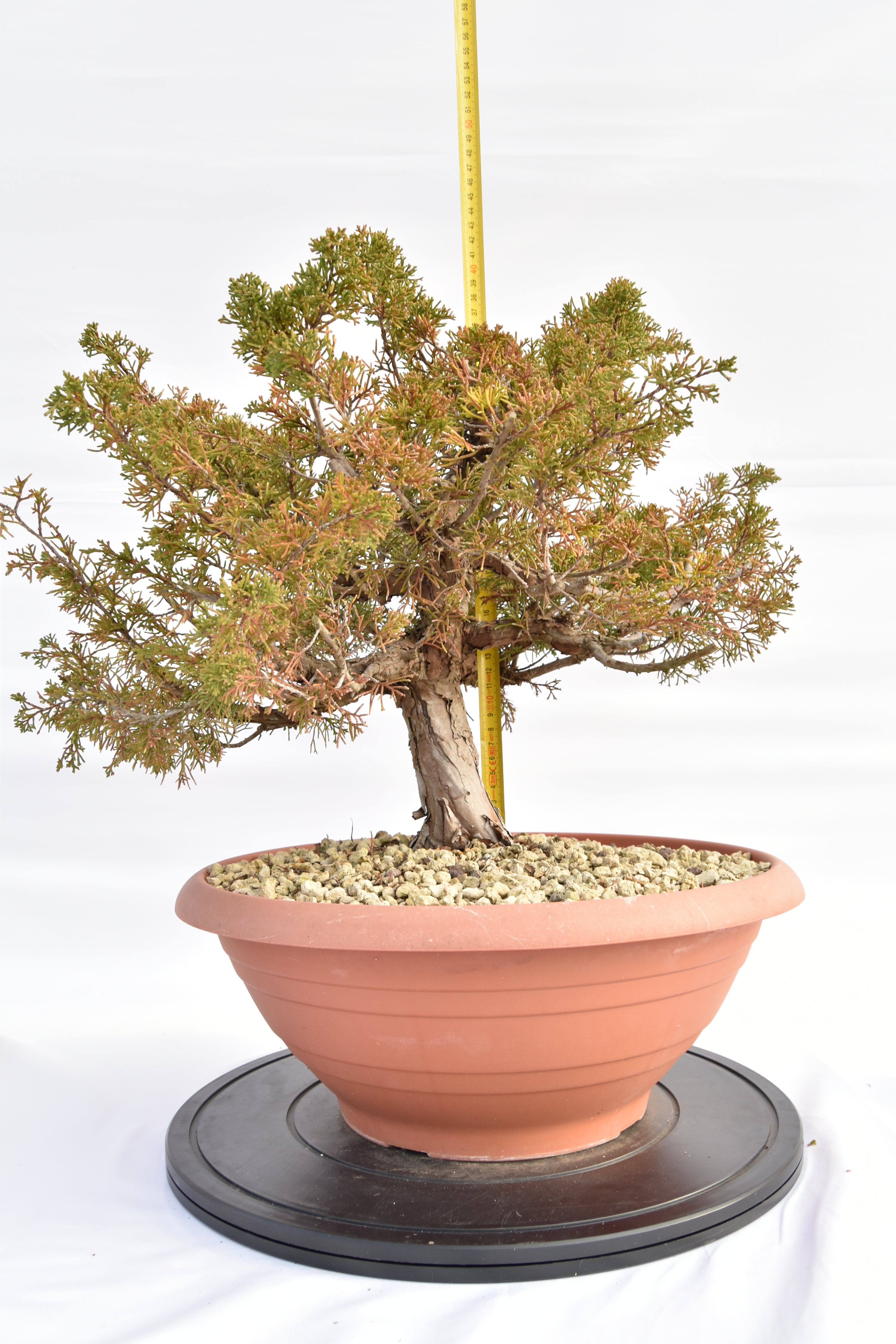Ginepro Itoigawa €380 | La Gemma del bonsai