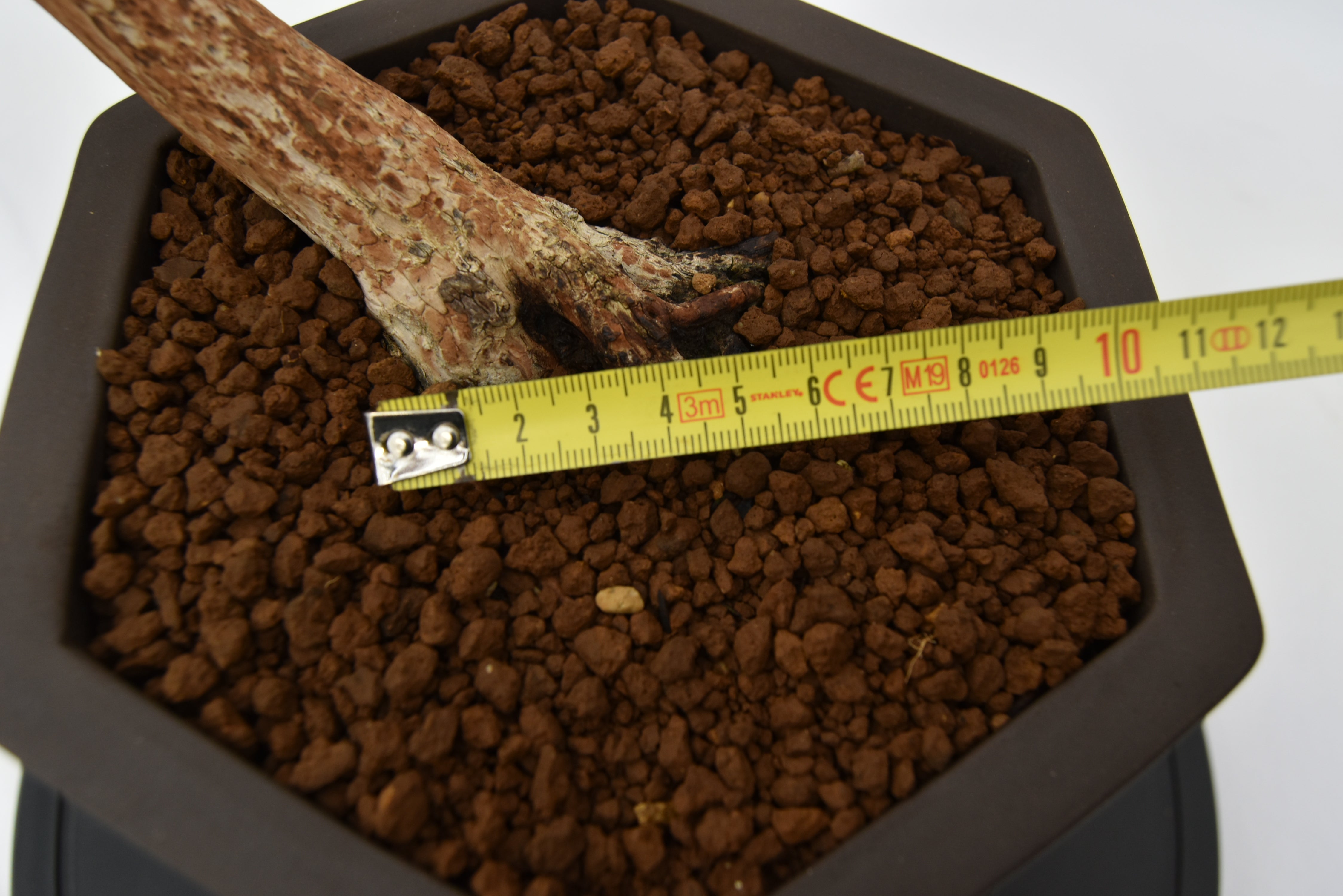 Mirto € 550 | La Gemma del bonsai