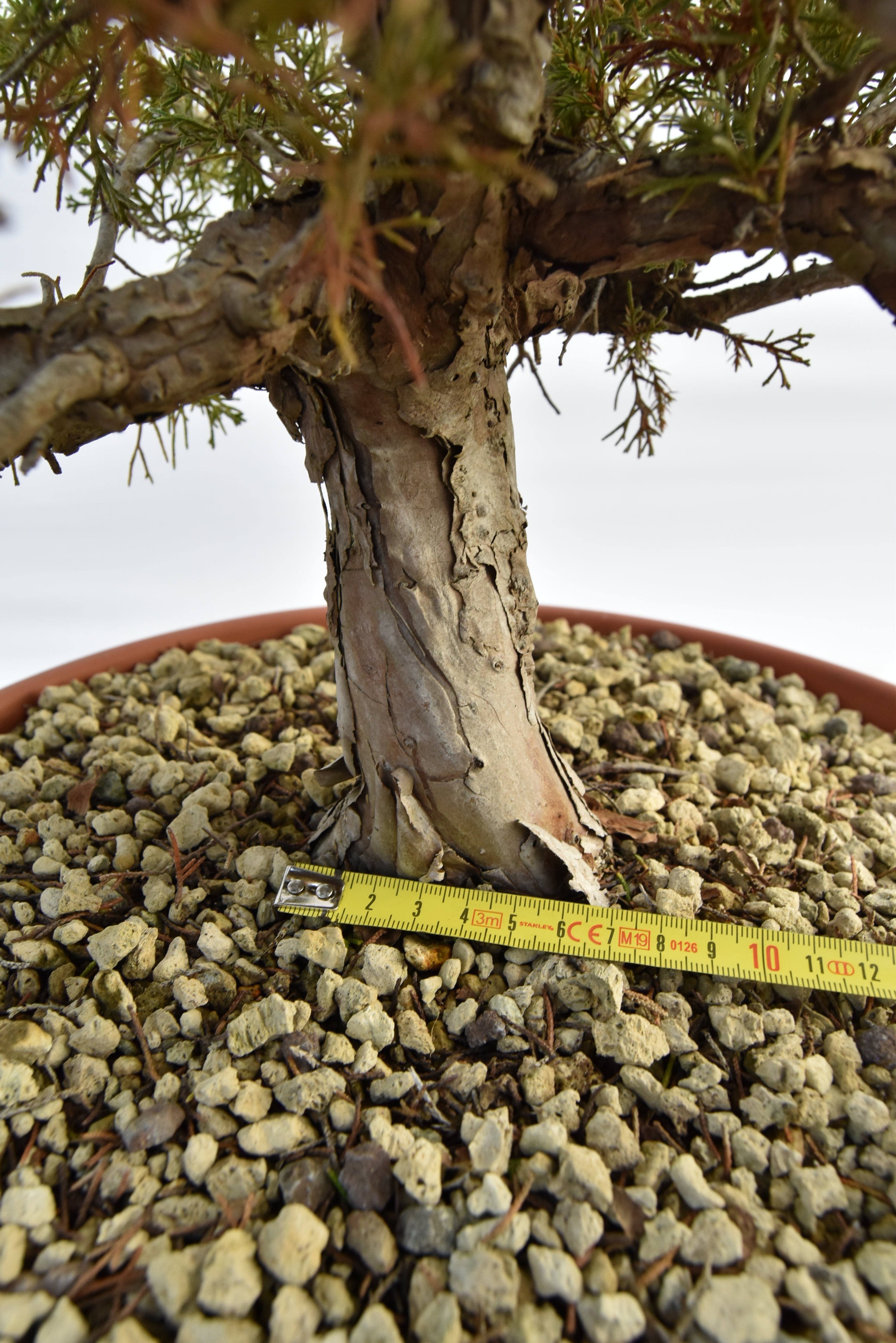Ginepro Itoigawa €380 | La Gemma del bonsai