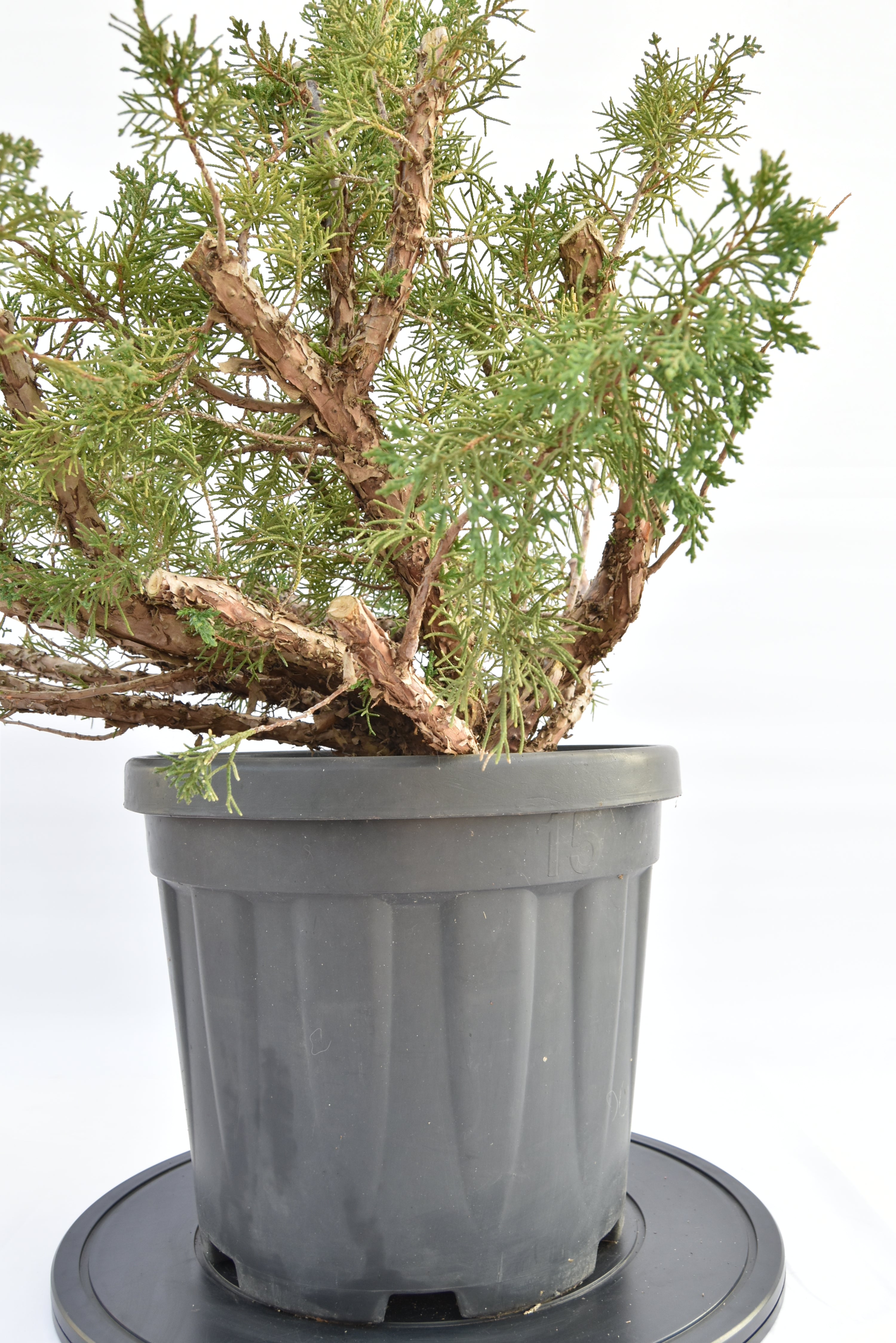 Ginepro Kishu €150 | La Gemma del bonsai