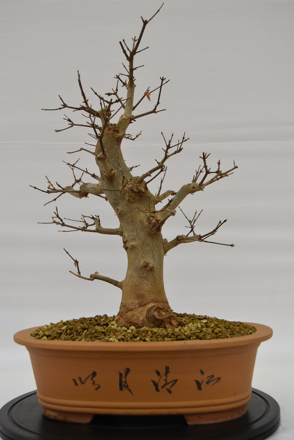 Acero Tridente € 780 | La Gemma del bonsai