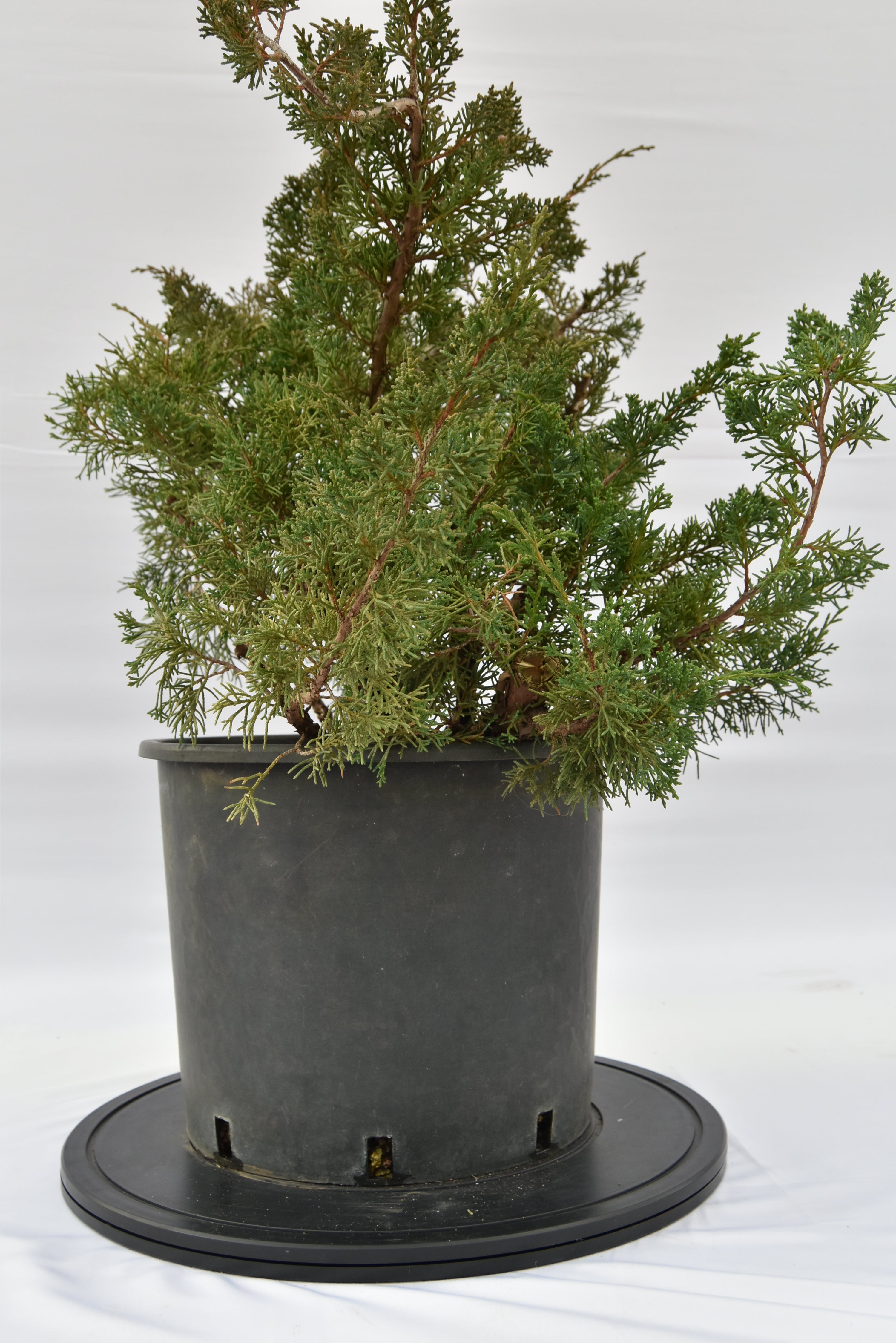Ginepro Kishu € 150 | La Gemma del bonsai